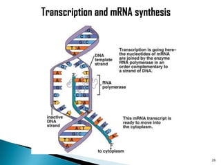 Transcription and mRNA synthesis




                                   26
 