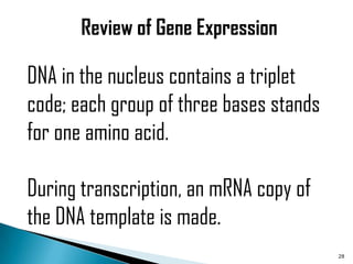 Review of Gene Expression

DNA in the nucleus contains a triplet
code; each group of three bases stands
for one amino acid.

During transcription, an mRNA copy of
the DNA template is made.
                                         28
 