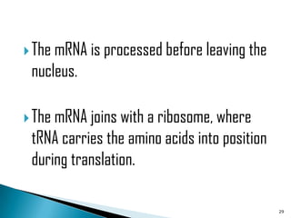  The mRNA is processed before leaving the
 nucleus.

 The mRNA joins with a ribosome, where
 tRNA carries the amino acids into position
 during translation.

                                              29
 