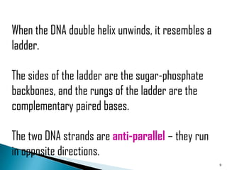 When the DNA double helix unwinds, it resembles a
ladder.

The sides of the ladder are the sugar-phosphate
backbones, and the rungs of the ladder are the
complementary paired bases.

The two DNA strands are anti-parallel – they run
in opposite directions.
                                                    9
 