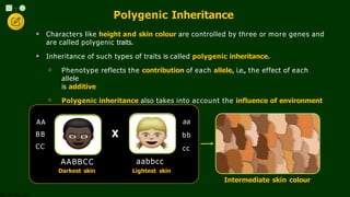 Additive Inheritance Comprehensive Overview of Principles of Inheritance and Genetic ...