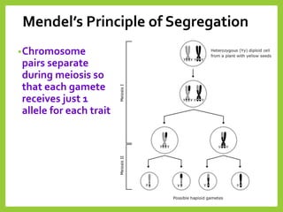 Mendel’s Principle of Segregation
•Chromosome
pairs separate
during meiosis so
that each gamete
receives just 1
allele for each trait
 