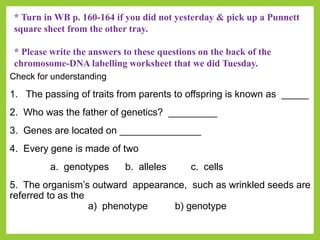 Check for understanding
1. The passing of traits from parents to offspring is known as _____
2. Who was the father of genetics? _________
3. Genes are located on _______________
4. Every gene is made of two
a. genotypes b. alleles c. cells
5. The organism’s outward appearance, such as wrinkled seeds are
referred to as the
a) phenotype b) genotype
* Turn in WB p. 160-164 if you did not yesterday & pick up a Punnett
square sheet from the other tray.
* Please write the answers to these questions on the back of the
chromosome-DNA labelling worksheet that we did Tuesday.
 