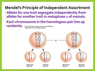 Mendel’s Principle of Independent Assortment
•Alleles for one trait segregate independently from
alleles for another trait in metaphase 1 of meiosis.
•Each chromosome in the homologous pair line up
randomly.
 