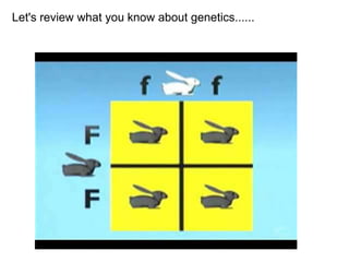 Let's review what you know about genetics......
 