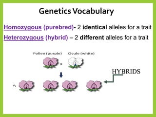 Homozygous (purebred)- 2 identical alleles for a trait
Heterozygous (hybrid) – 2 different alleles for a trait
HYBRIDS
GeneticsVocabulary
 