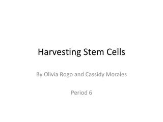 Harvesting Stem Cells By Olivia Rogo and Cassidy Morales Period 6 
