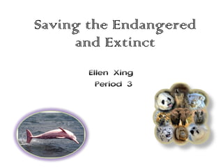 Saving the Endangered and Extinct Ellen Xing  Period 3 