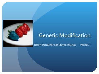 Genetic Modification Robert Malzacher and Steven Sikorsky  Period 3 