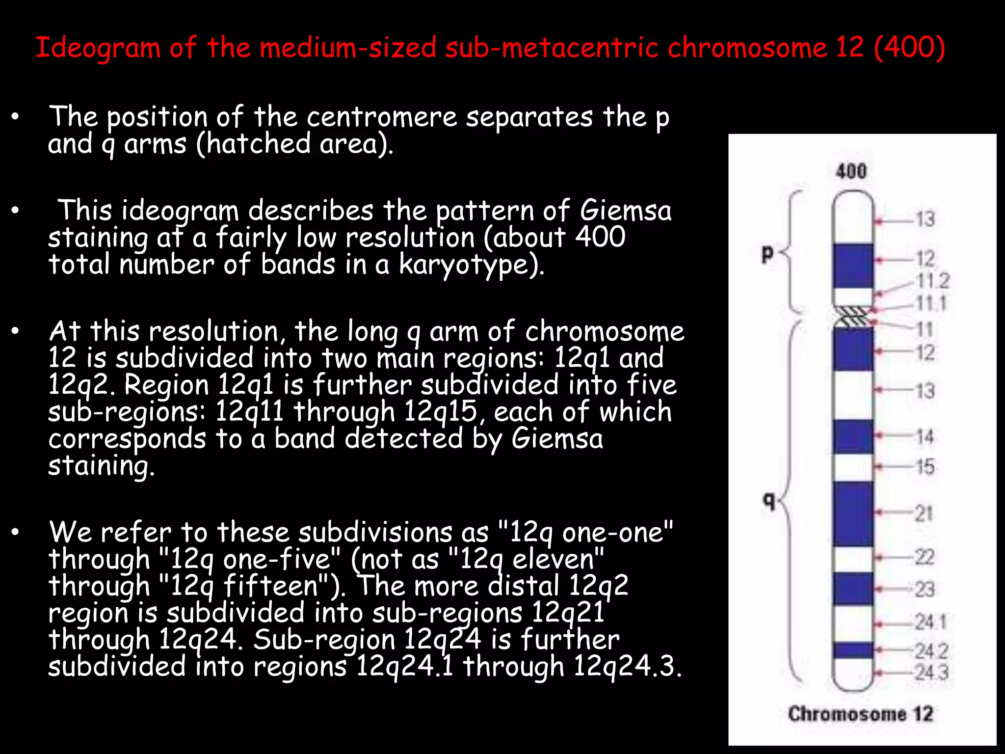 Ideogram of the medium-sized sub-metacentric chromosome 12 (400)
• The position of the centromere separates the p
and q arms (hatched area).
•

This ideogram describes the pattern of Giemsa
staining at a fairly low resolution (about 400
total number of bands in a karyotype).

• At this resolution, the long q arm of chromosome
12 is subdivided into two main regions: 12q1 and
12q2. Region 12q1 is further subdivided into five
sub-regions: 12q11 through 12q15, each of which
corresponds to a band detected by Giemsa
staining.
• We refer to these subdivisions as "12q one-one"
through "12q one-five" (not as "12q eleven"
through "12q fifteen"). The more distal 12q2
region is subdivided into sub-regions 12q21
through 12q24. Sub-region 12q24 is further
subdivided into regions 12q24.1 through 12q24.3.

 