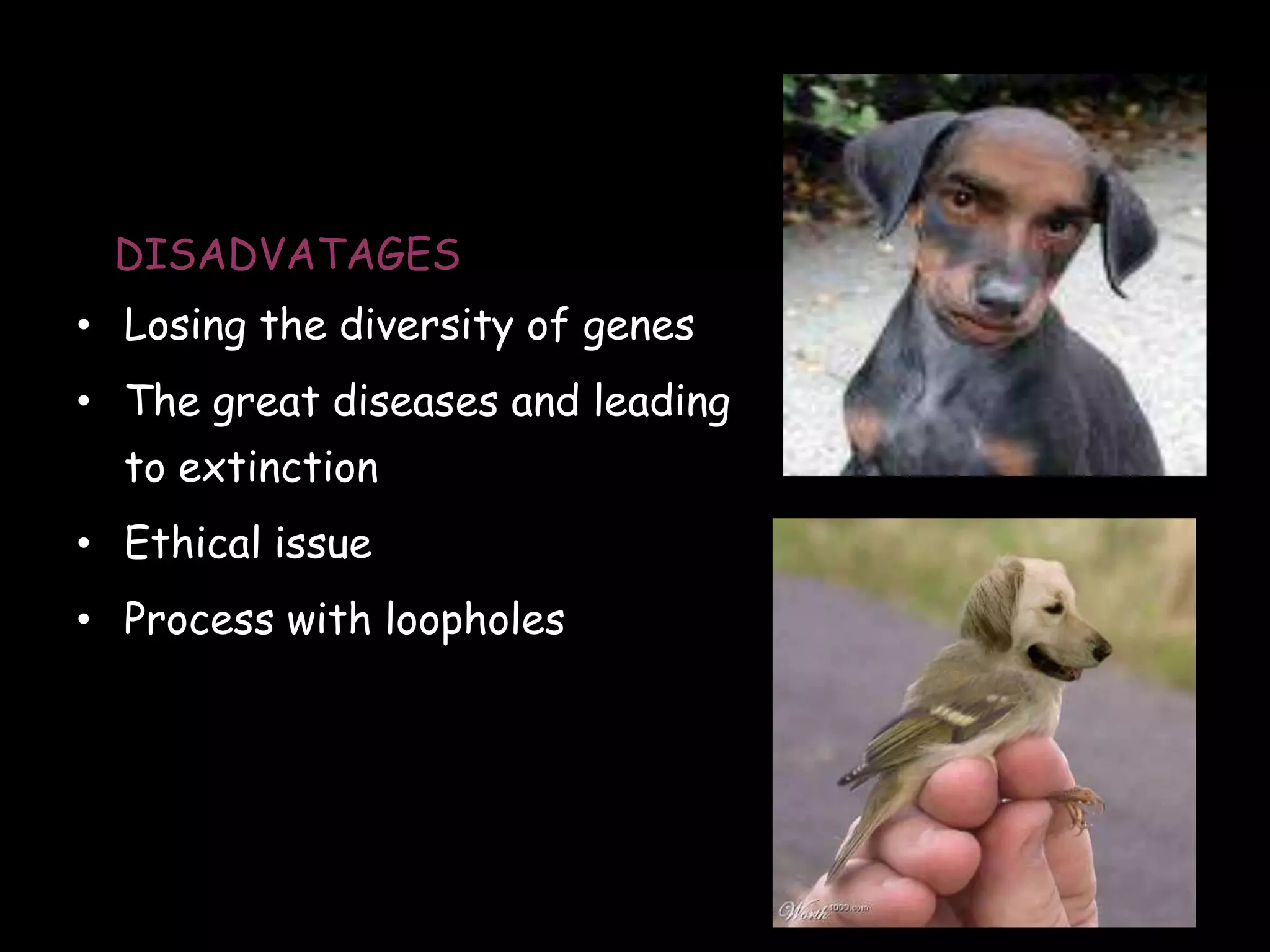 DISADVATAGES

• Losing the diversity of genes
• The great diseases and leading
to extinction

• Ethical issue
• Process with loopholes

111

 