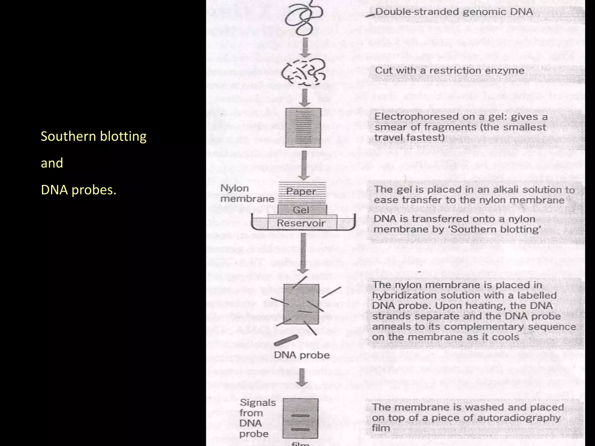 Southern blotting

and
DNA probes.

 