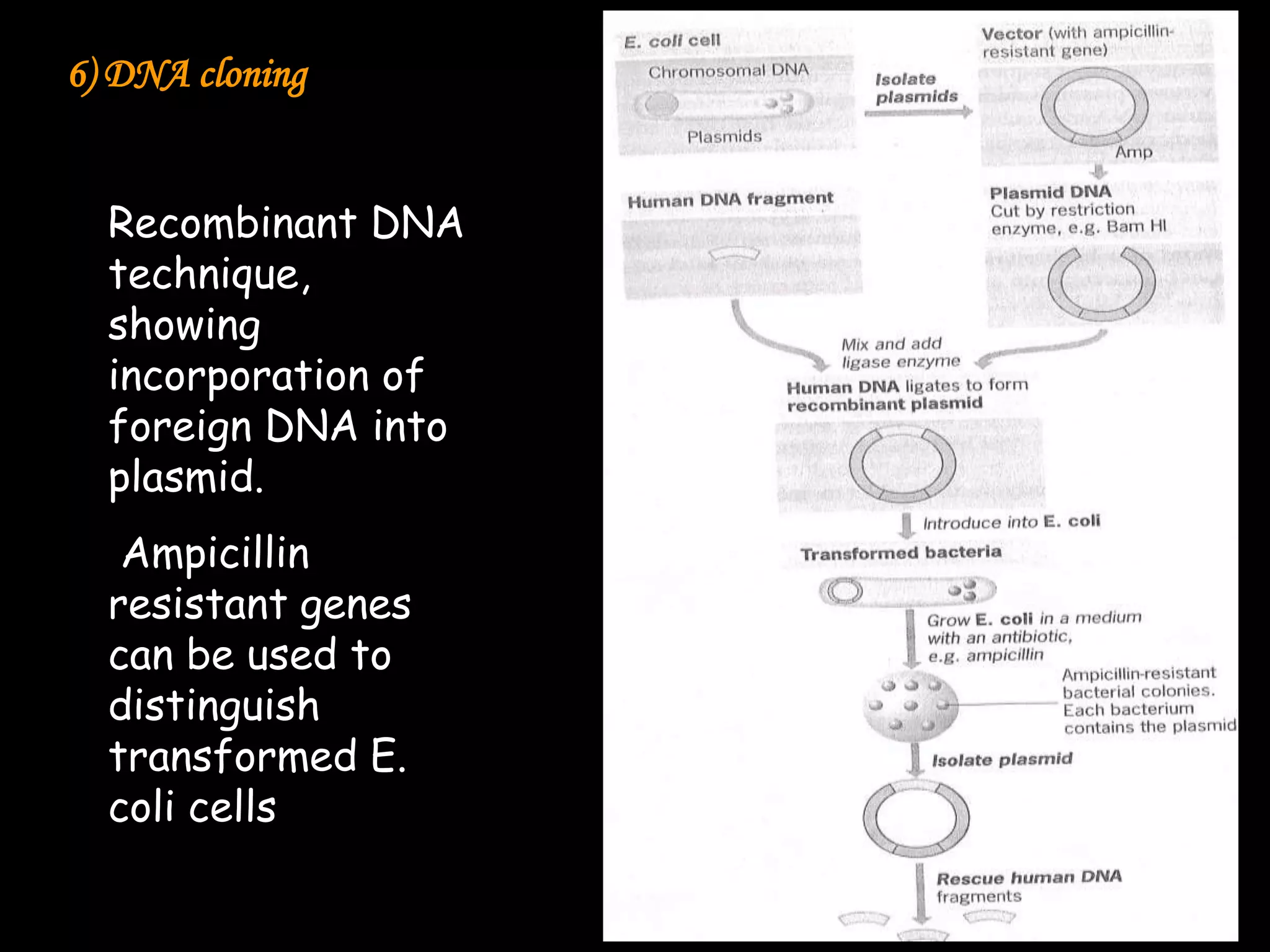 6) DNA cloning
Recombinant DNA
technique,
showing
incorporation of
foreign DNA into
plasmid.

Ampicillin
resistant genes
can be used to
distinguish
transformed E.
coli cells

 