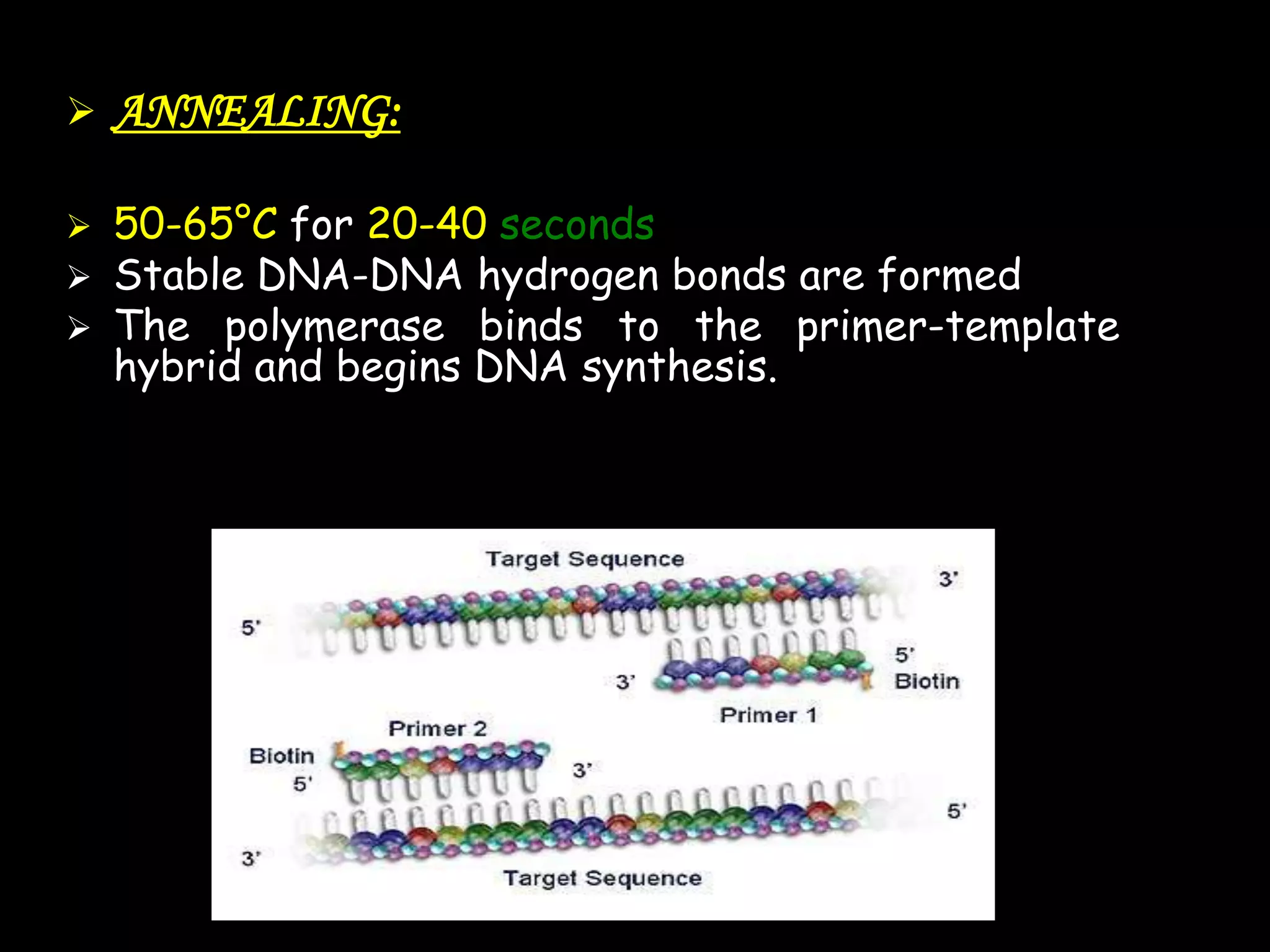 

ANNEALING:

50-65°C for 20-40 seconds
Stable DNA-DNA hydrogen bonds are formed
 The polymerase binds to the primer-template
hybrid and begins DNA synthesis.



 