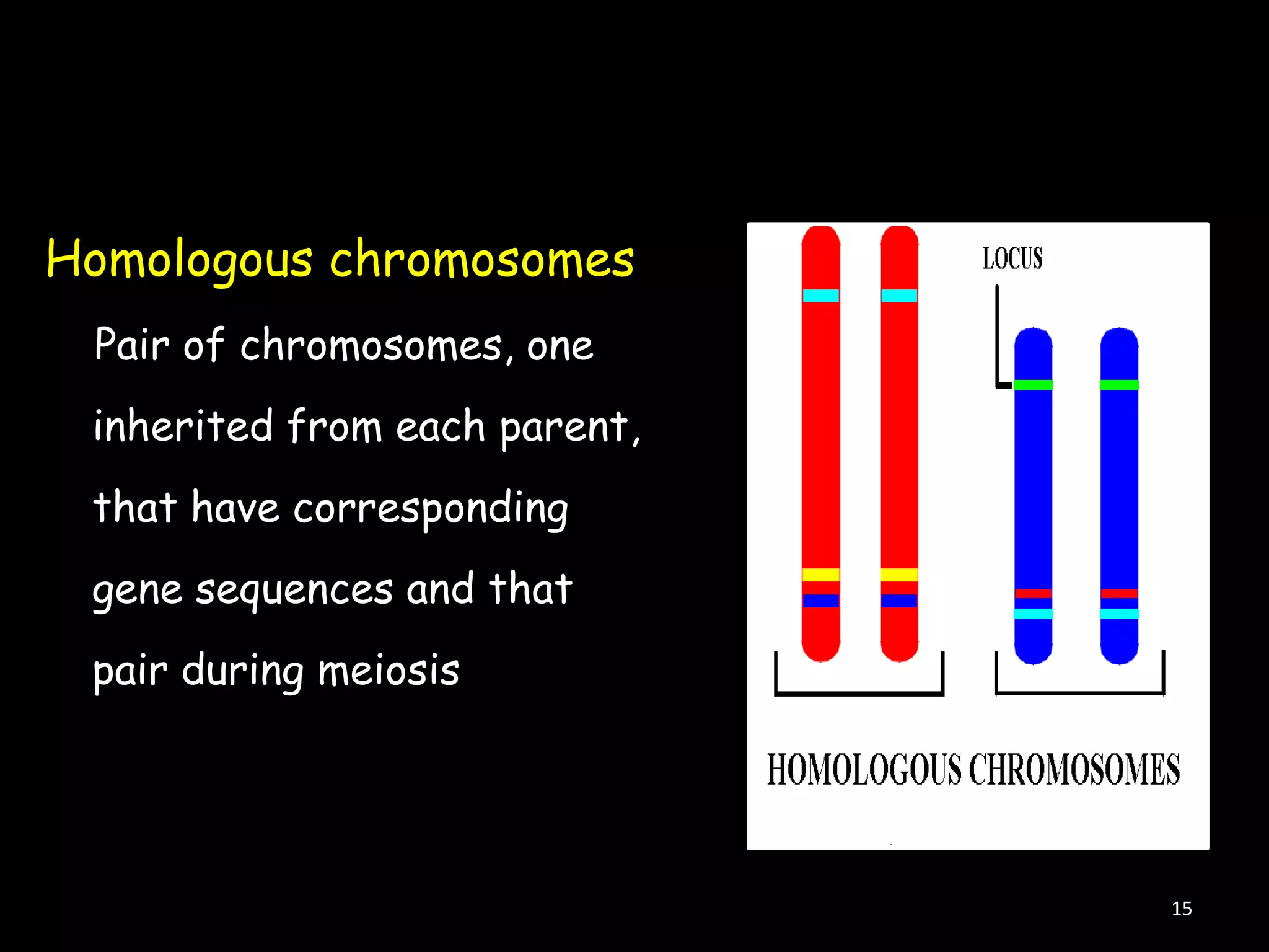 Homologous chromosomes
Pair of chromosomes, one
inherited from each parent,
that have corresponding
gene sequences and that
pair during meiosis

15

 