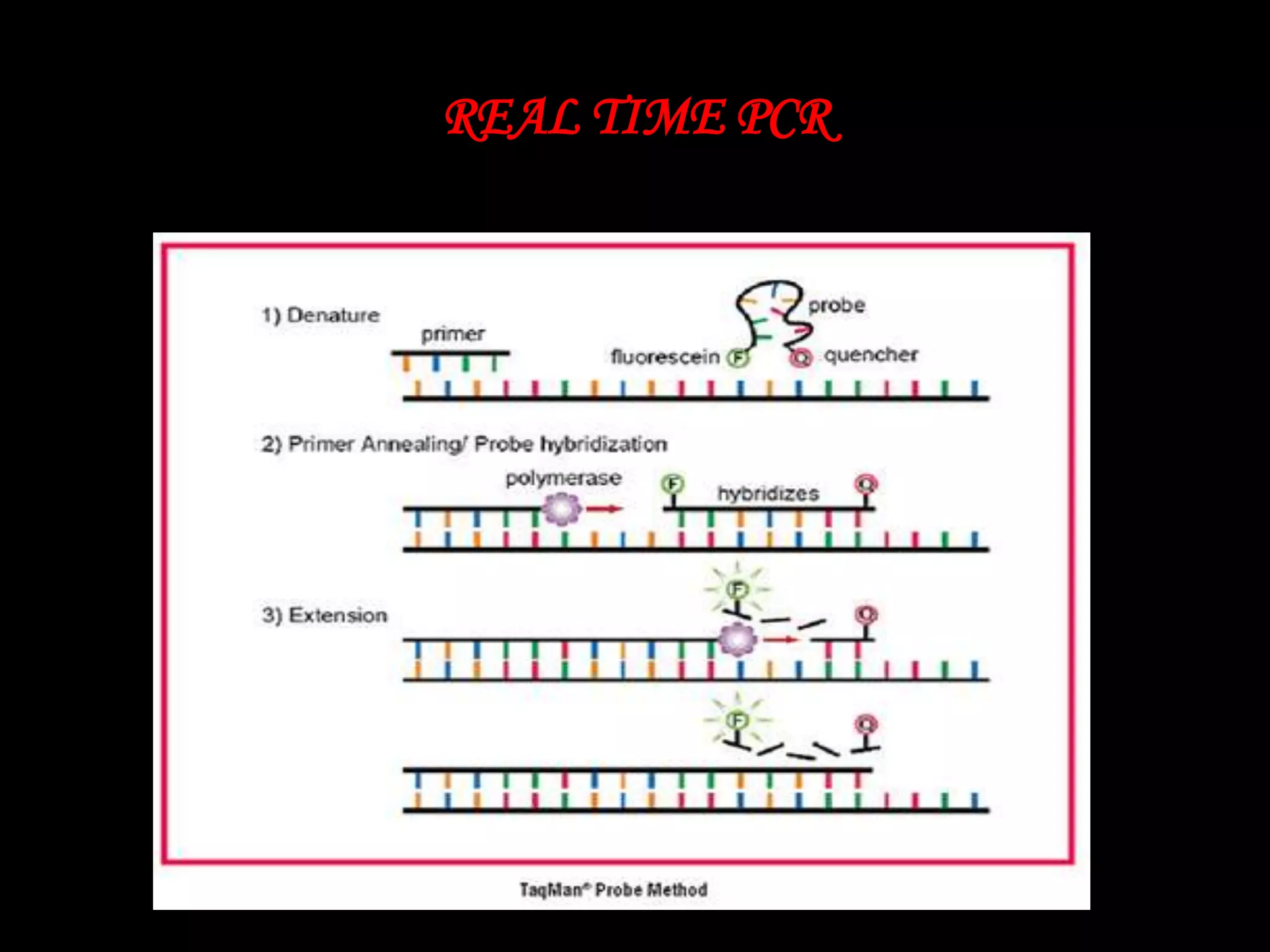 REAL TIME PCR

 