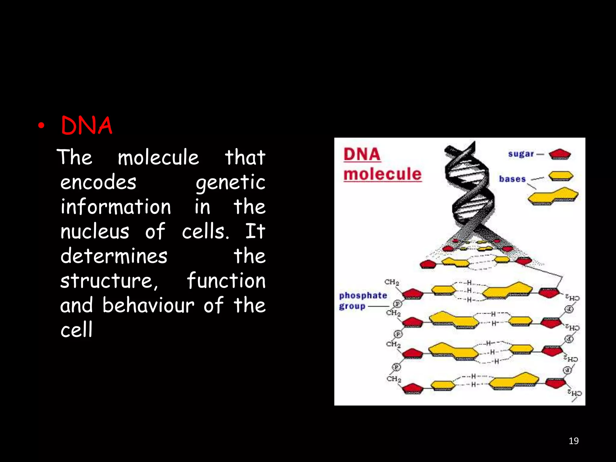 • DNA
The molecule that
encodes
genetic
information in the
nucleus of cells. It
determines
the
structure, function
and behaviour of the
cell

19

 