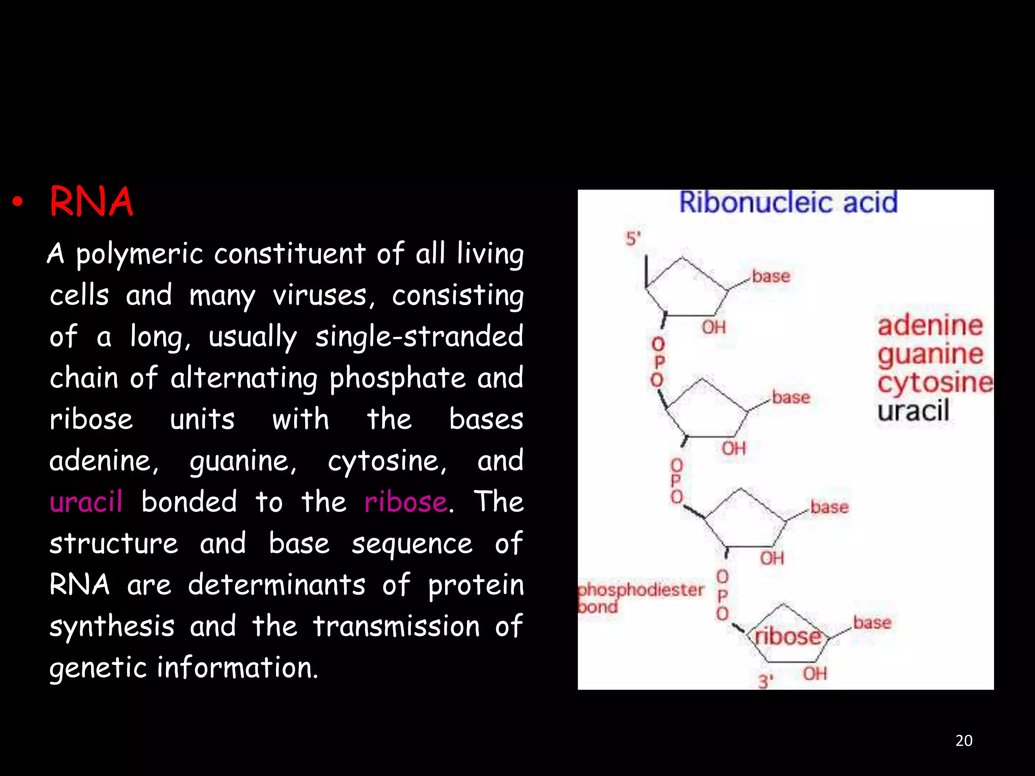 • RNA
A polymeric constituent of all living
cells and many viruses, consisting
of a long, usually single-stranded
chain of alternating phosphate and
ribose units with the bases
adenine, guanine, cytosine, and
uracil bonded to the ribose. The
structure and base sequence of
RNA are determinants of protein
synthesis and the transmission of
genetic information.
20

 