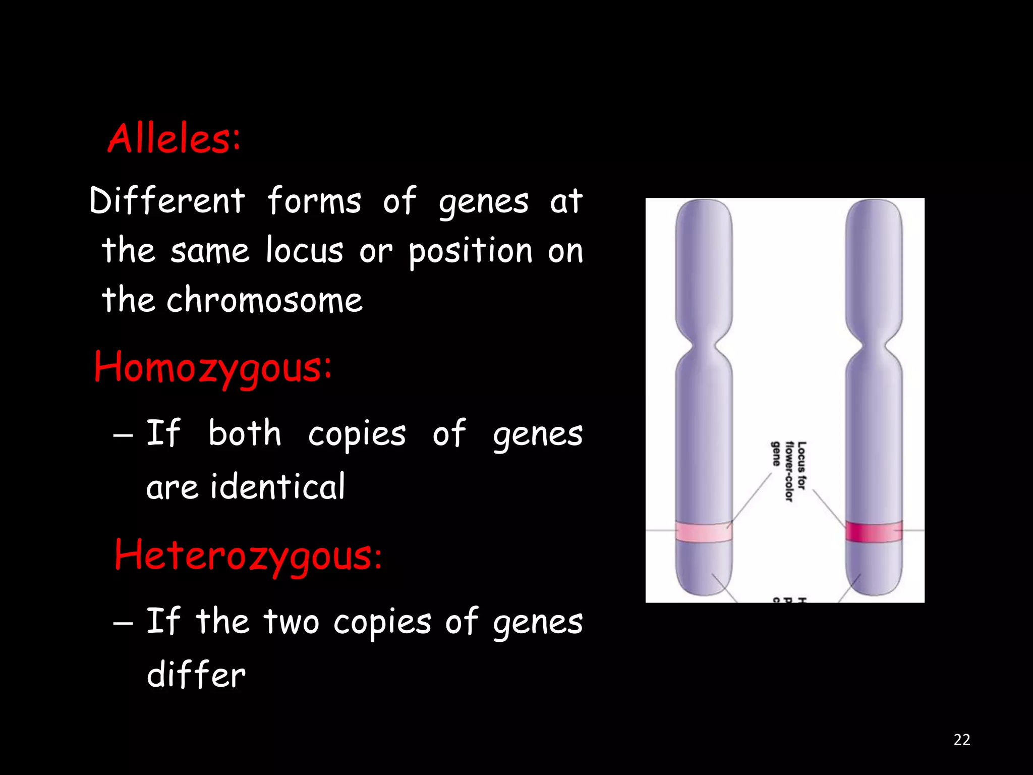 Alleles:
Different forms of genes at
the same locus or position on
the chromosome

Homozygous:
– If both copies of genes
are identical

Heterozygous:
– If the two copies of genes
differ
22

 