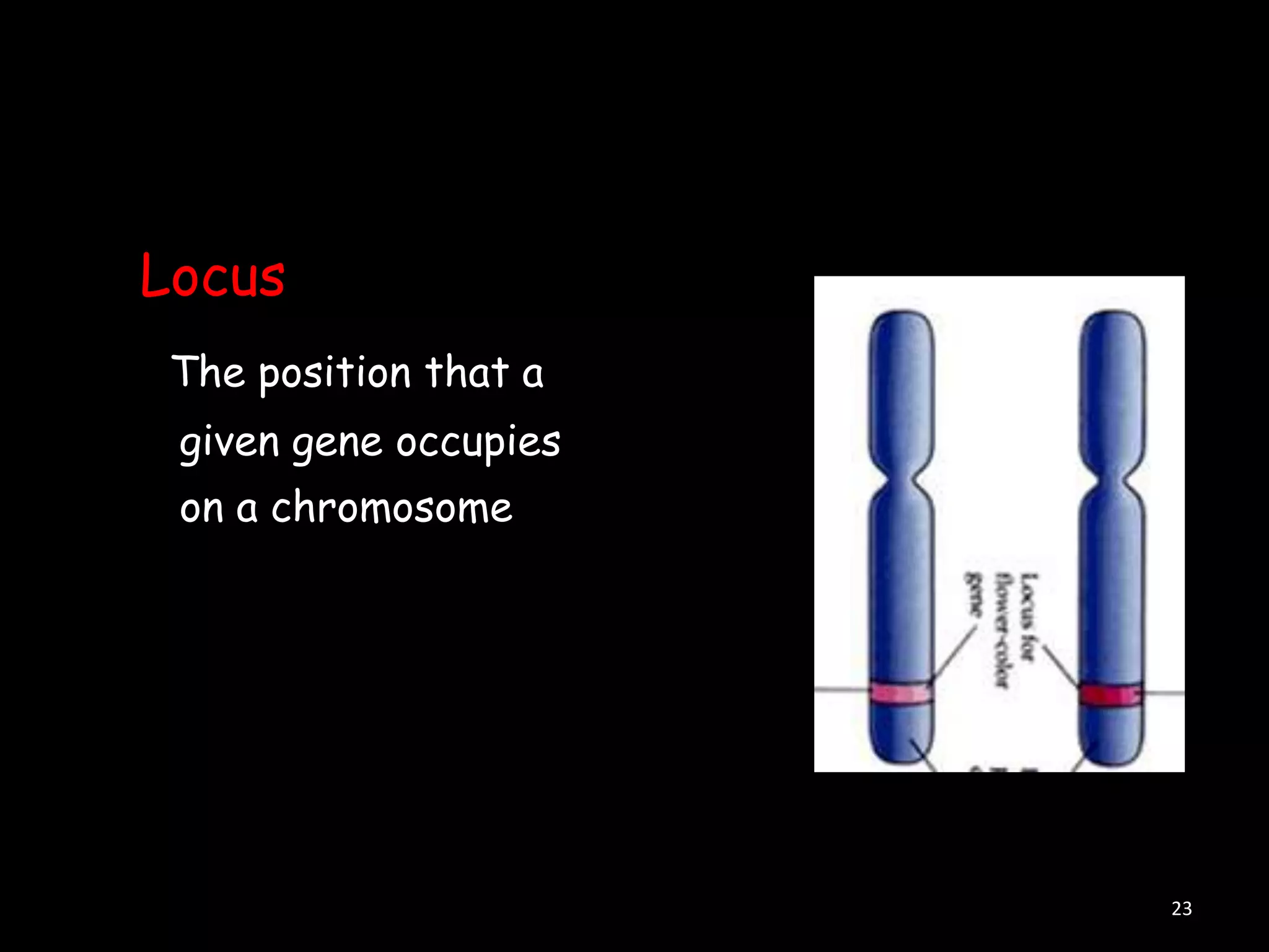 Locus
The position that a
given gene occupies
on a chromosome

23

 