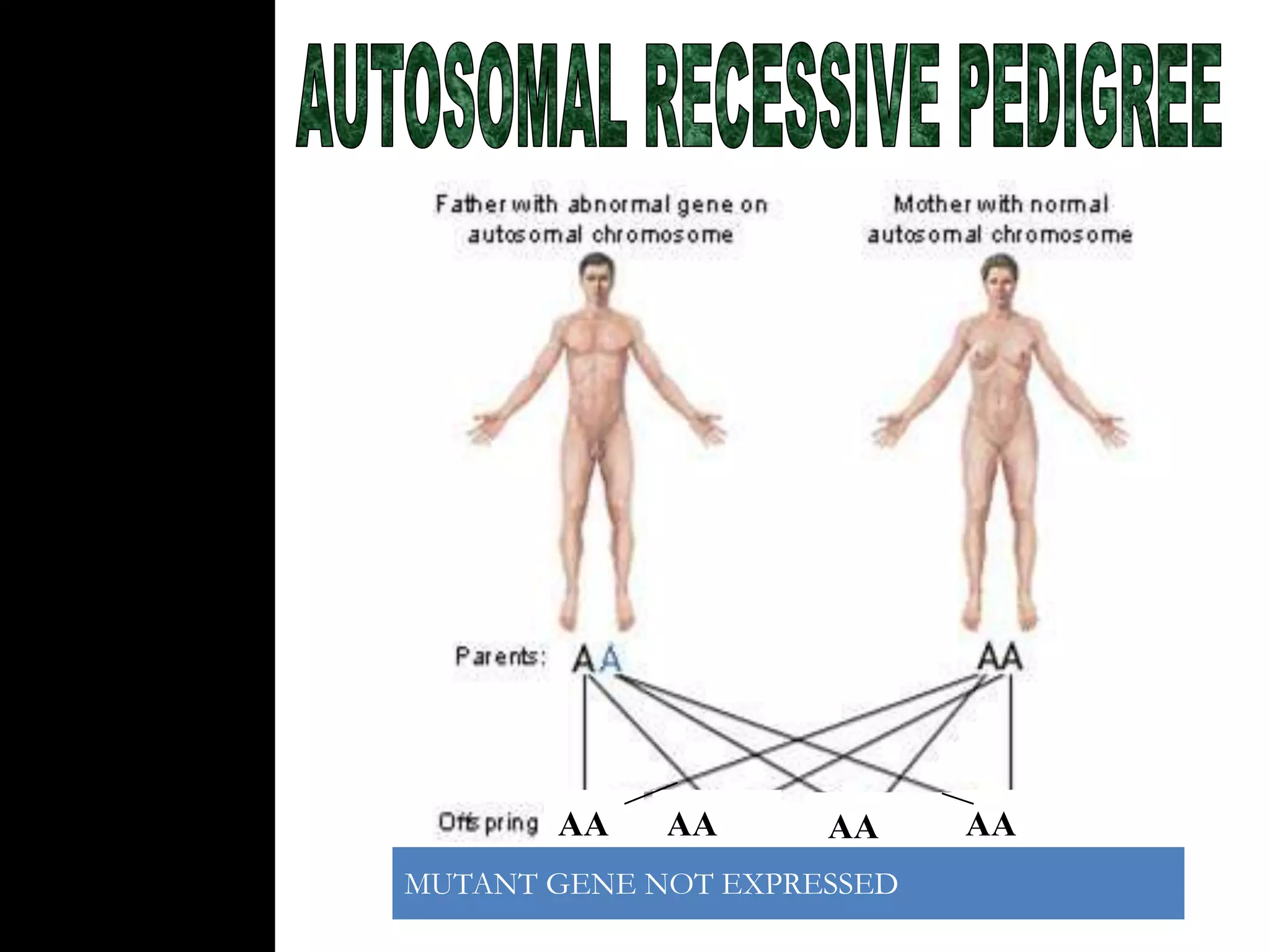 AA

AA
AA AA

AA
AA
AA
AA

MUTANT GENE NOT EXPRESSED

AA
AA

 