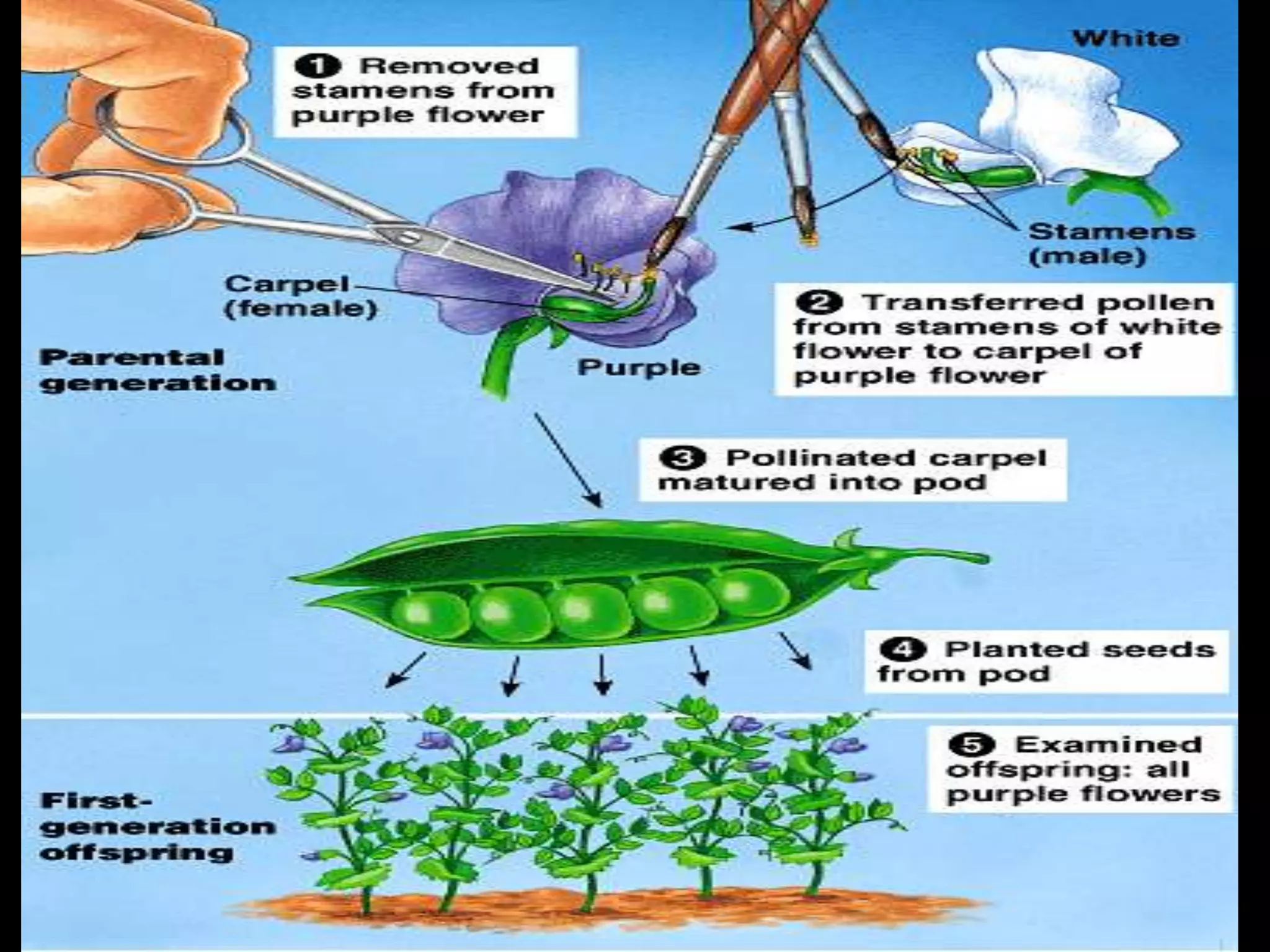 Mendel‟s Experiments:
Focused on 7 well-defined garden pea traits by
crossing different phenotypes one at a time
Counted offspring of each phenotype and analyzed
the results mathematically

41

 