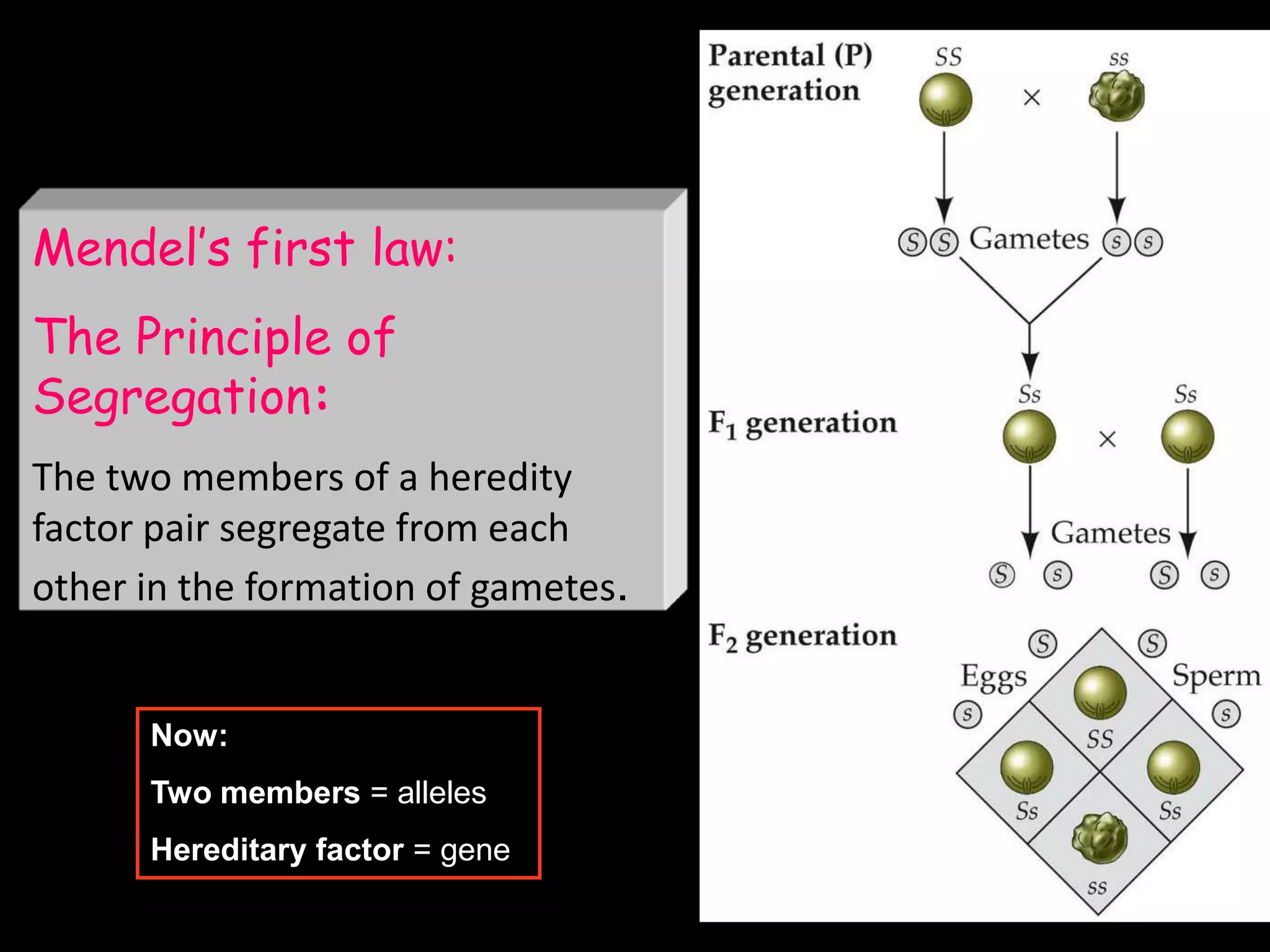 Mendel‟s first law:

The Principle of
Segregation:
The two members of a heredity
factor pair segregate from each
other in the formation of gametes.

Now:
Two members = alleles
Hereditary factor = gene
43

 