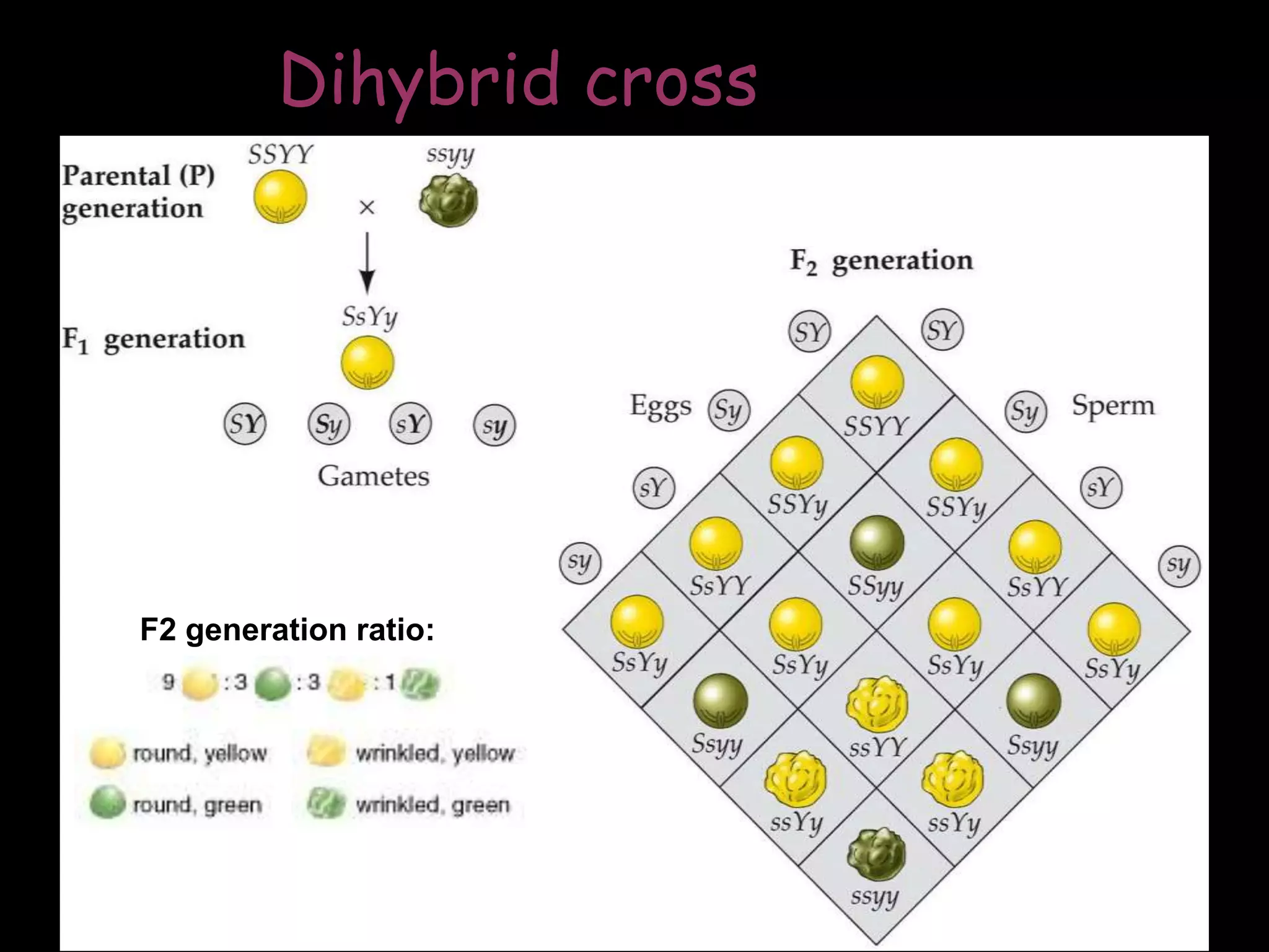 Dihybrid cross

F2 generation ratio:

44

 