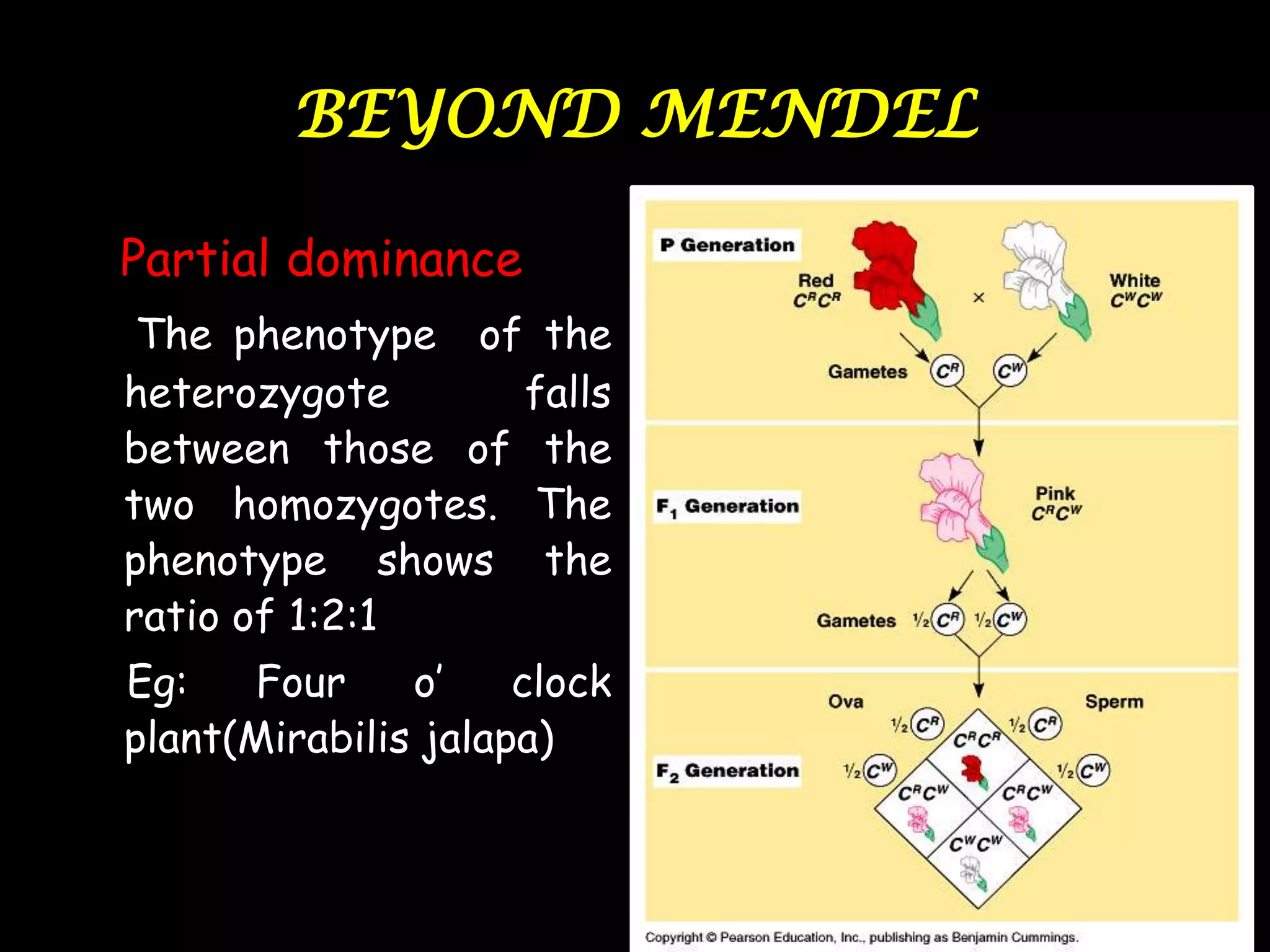 BEYOND MENDEL
Partial dominance
The phenotype of the
heterozygote
falls
between those of the
two homozygotes. The
phenotype shows the
ratio of 1:2:1
Eg:
Four
o‟
clock
plant(Mirabilis jalapa)

46

 