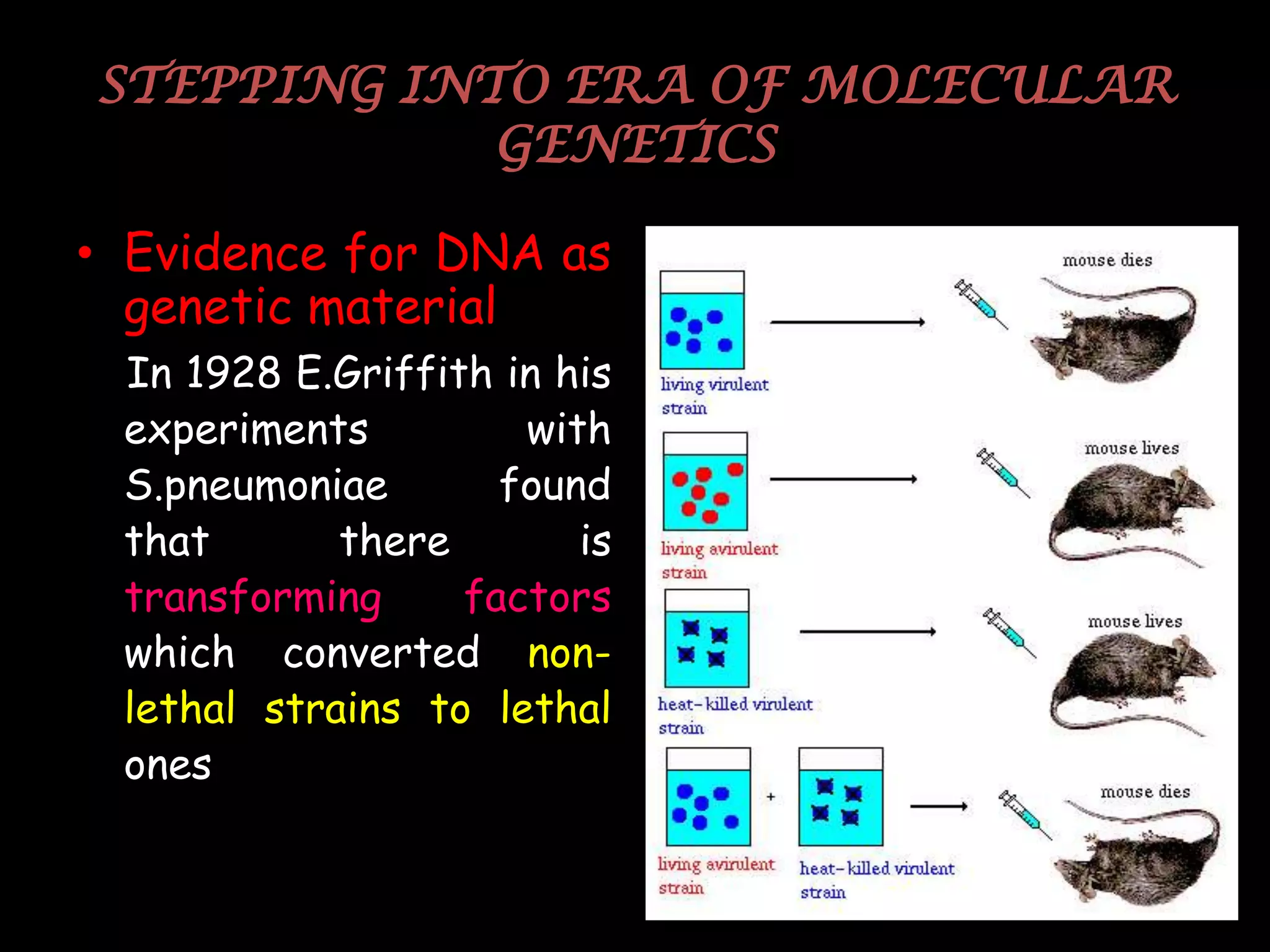 STEPPING INTO ERA OF MOLECULAR
GENETICS
• Evidence for DNA as
genetic material
In 1928 E.Griffith in his
experiments
with
S.pneumoniae
found
that
there
is
transforming
factors
which converted nonlethal strains to lethal
ones

48

 