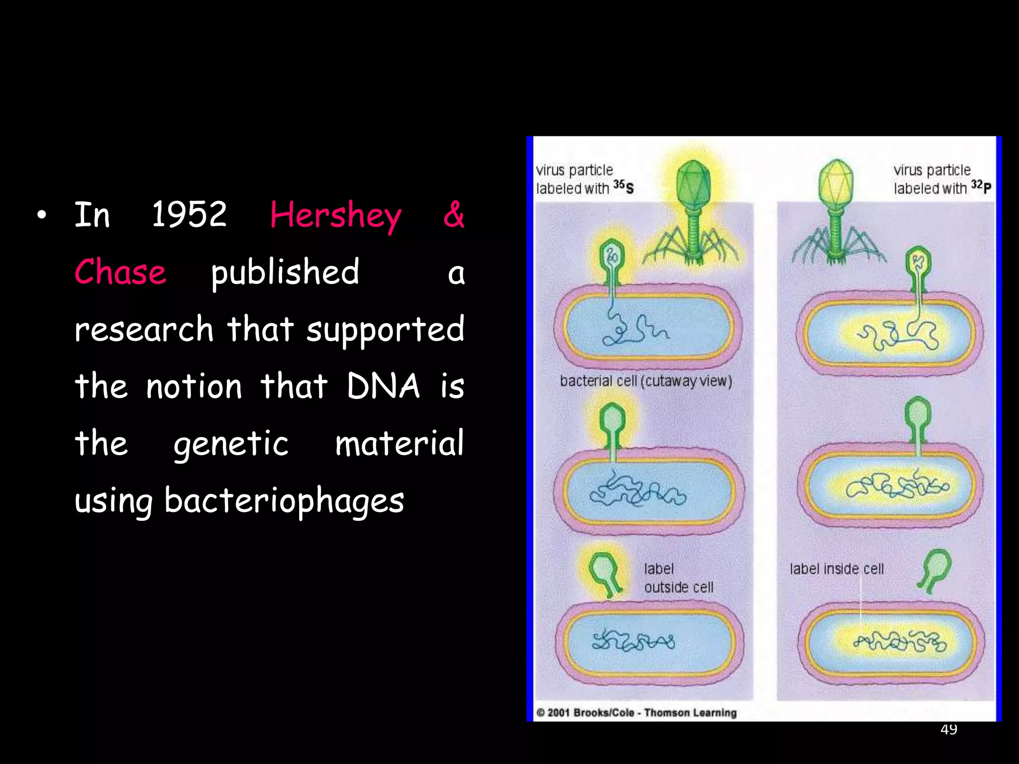 • In

1952

Chase

Hershey

published

&

a

research that supported
the notion that DNA is

the

genetic

material

using bacteriophages

49

 