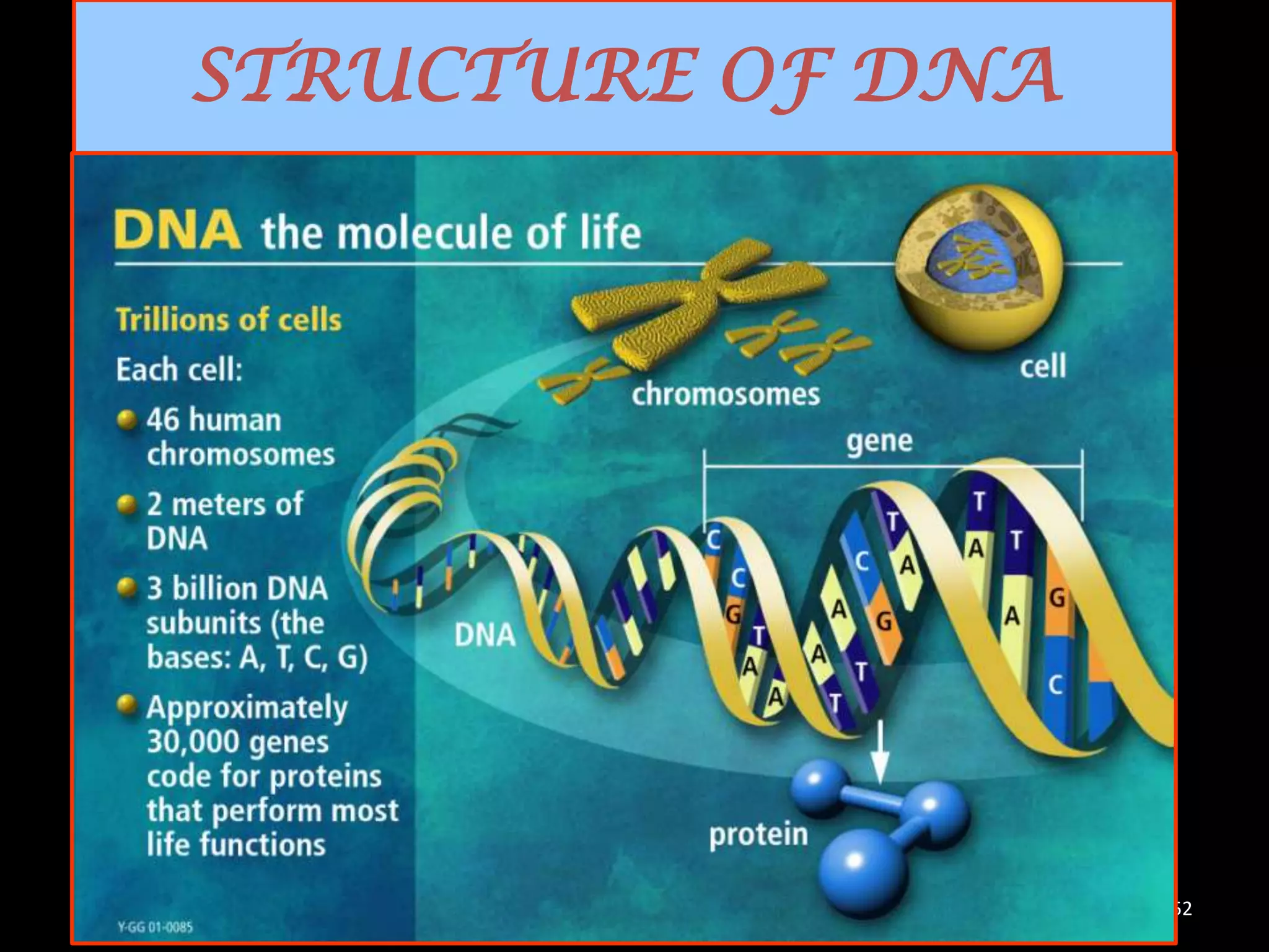 STRUCTURE OF DNA

52

 