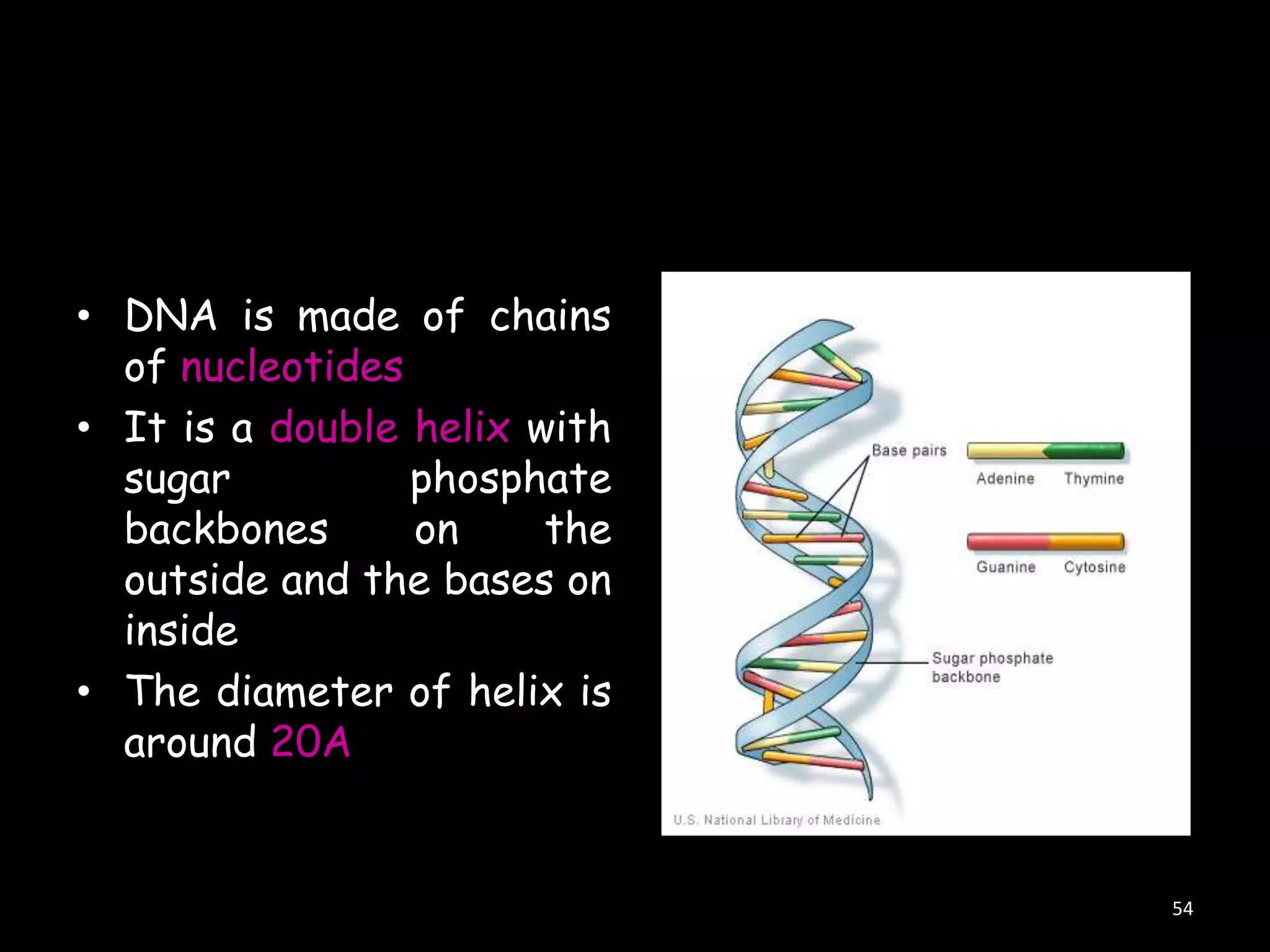 • DNA is made of chains
of nucleotides
• It is a double helix with
sugar
phosphate
backbones
on
the
outside and the bases on
inside
• The diameter of helix is
around 20A

54

 