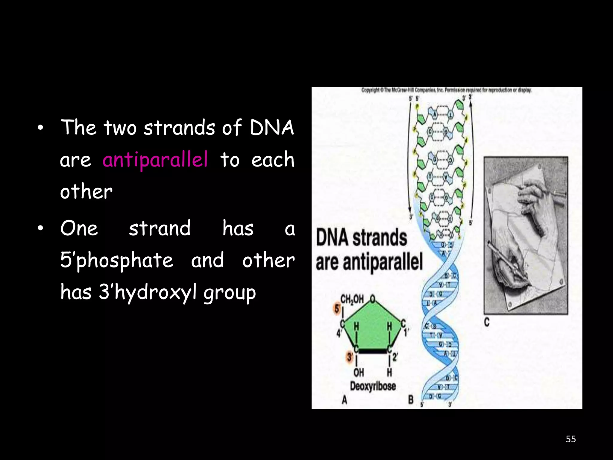 • The two strands of DNA

are antiparallel to each
other
• One

strand

has

a

5‟phosphate and other
has 3‟hydroxyl group

55

 