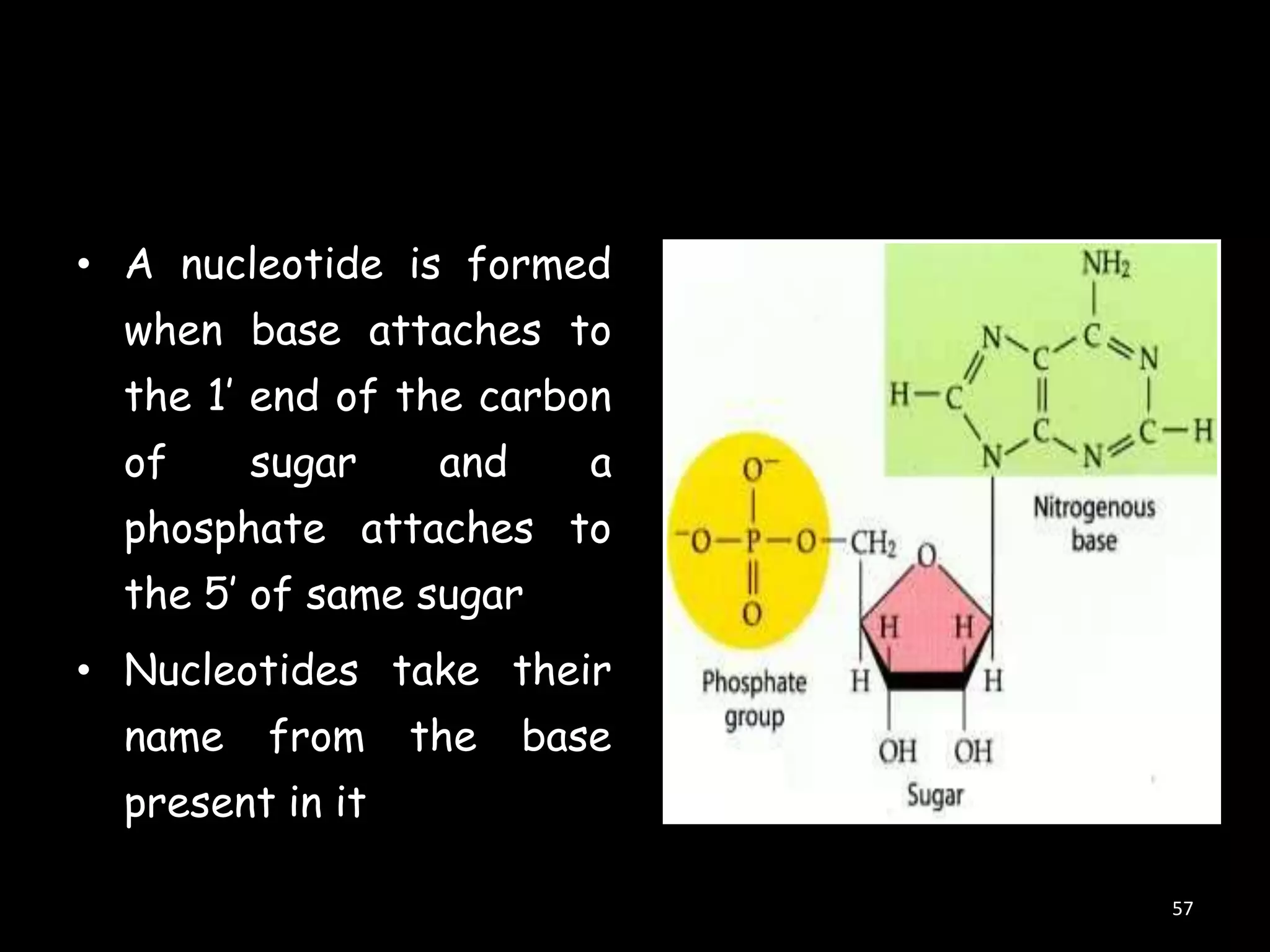 • A nucleotide is formed

when base attaches to
the 1‟ end of the carbon
of

sugar

and

a

phosphate attaches to
the 5‟ of same sugar
• Nucleotides take their
name

from

the

base

present in it
57

 