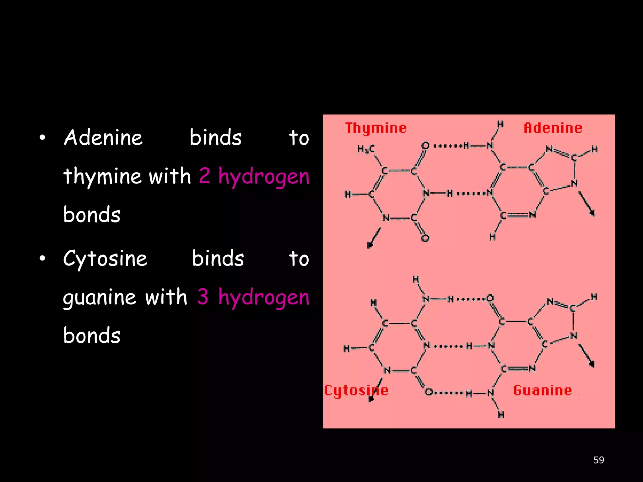 • Adenine

binds

to

thymine with 2 hydrogen
bonds
• Cytosine

binds

to

guanine with 3 hydrogen
bonds

59

 