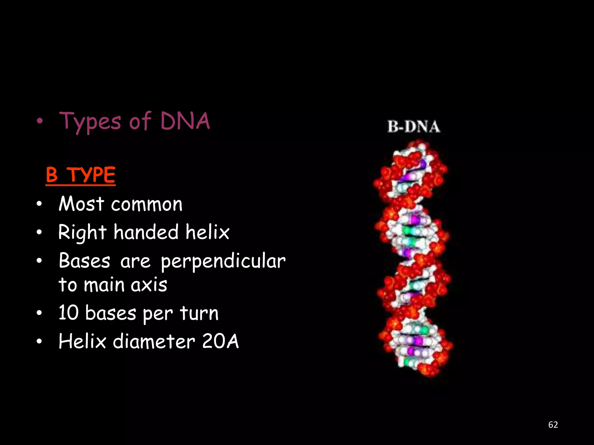 • Types of DNA
B TYPE
• Most common
• Right handed helix
• Bases are perpendicular
to main axis
• 10 bases per turn
• Helix diameter 20A

62

 