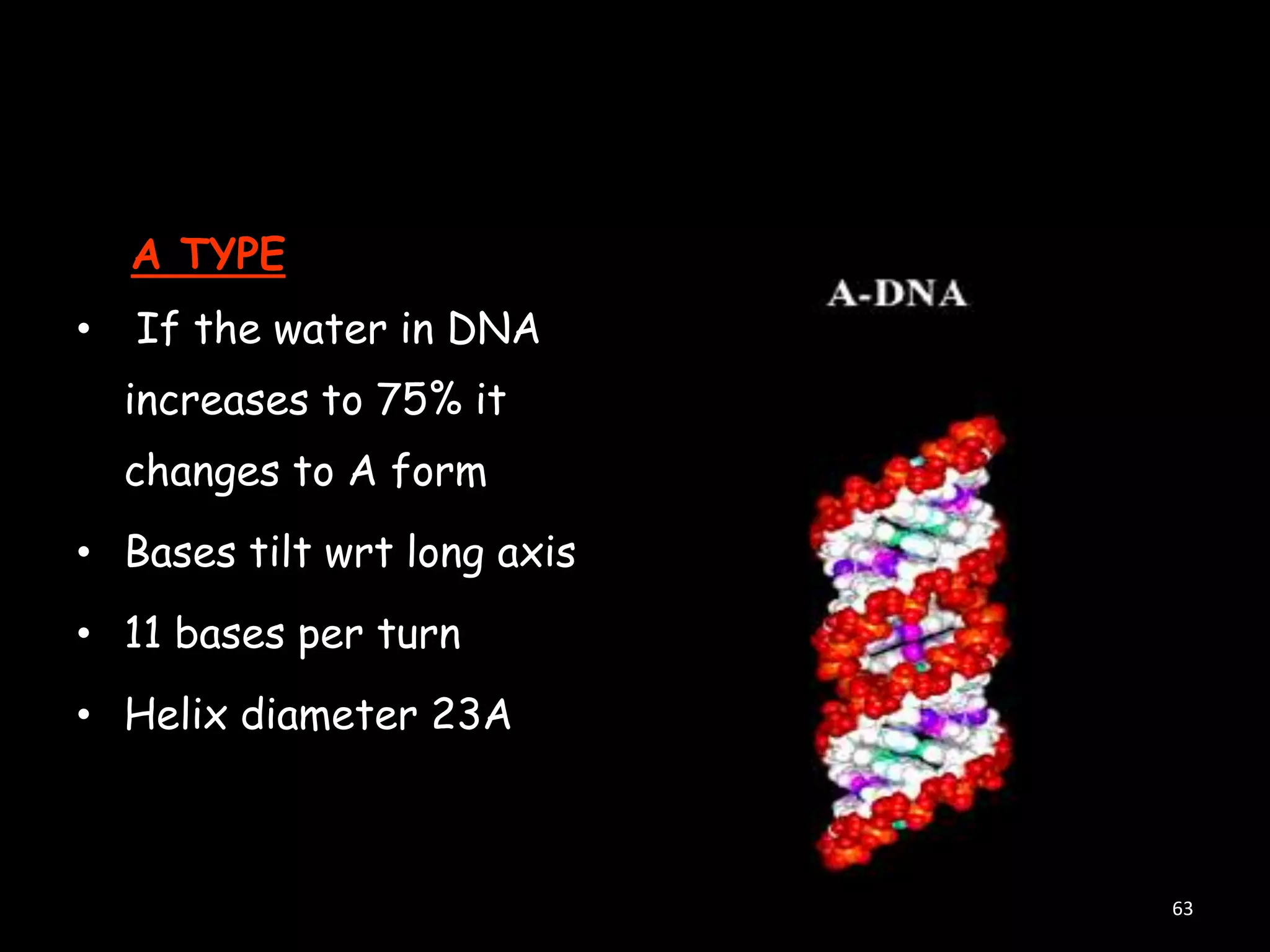 A TYPE

•

If the water in DNA
increases to 75% it
changes to A form

• Bases tilt wrt long axis
• 11 bases per turn
• Helix diameter 23A

63

 