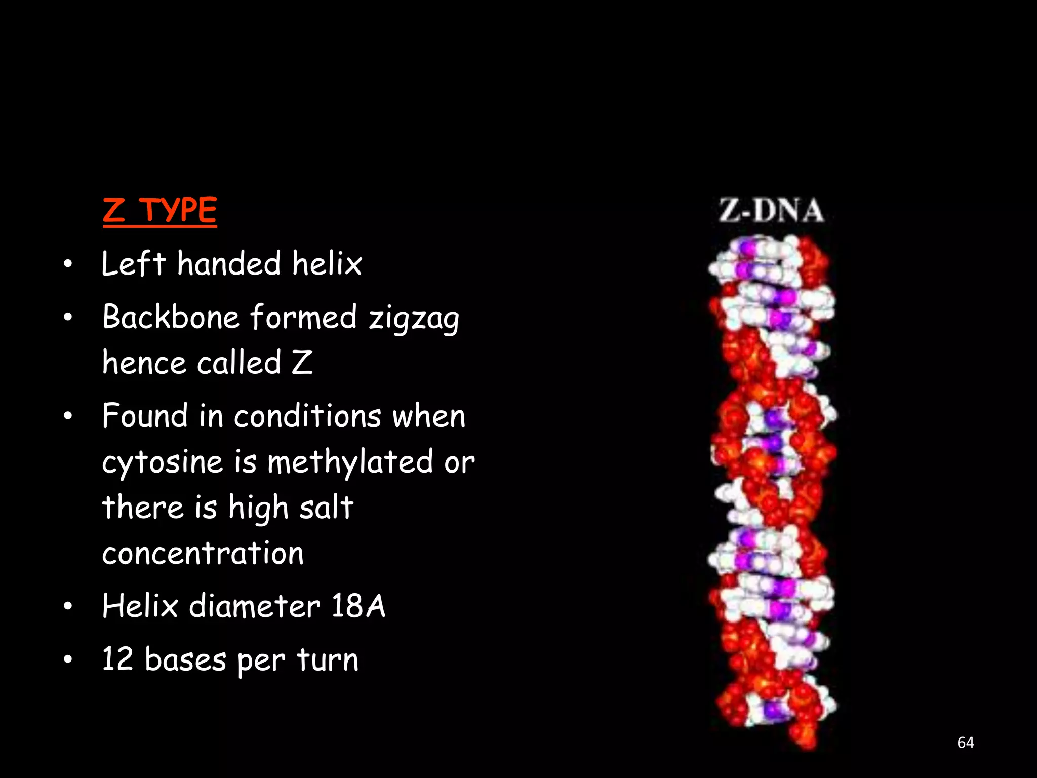 Z TYPE
• Left handed helix
• Backbone formed zigzag
hence called Z
• Found in conditions when
cytosine is methylated or
there is high salt
concentration
• Helix diameter 18A
• 12 bases per turn
64

 