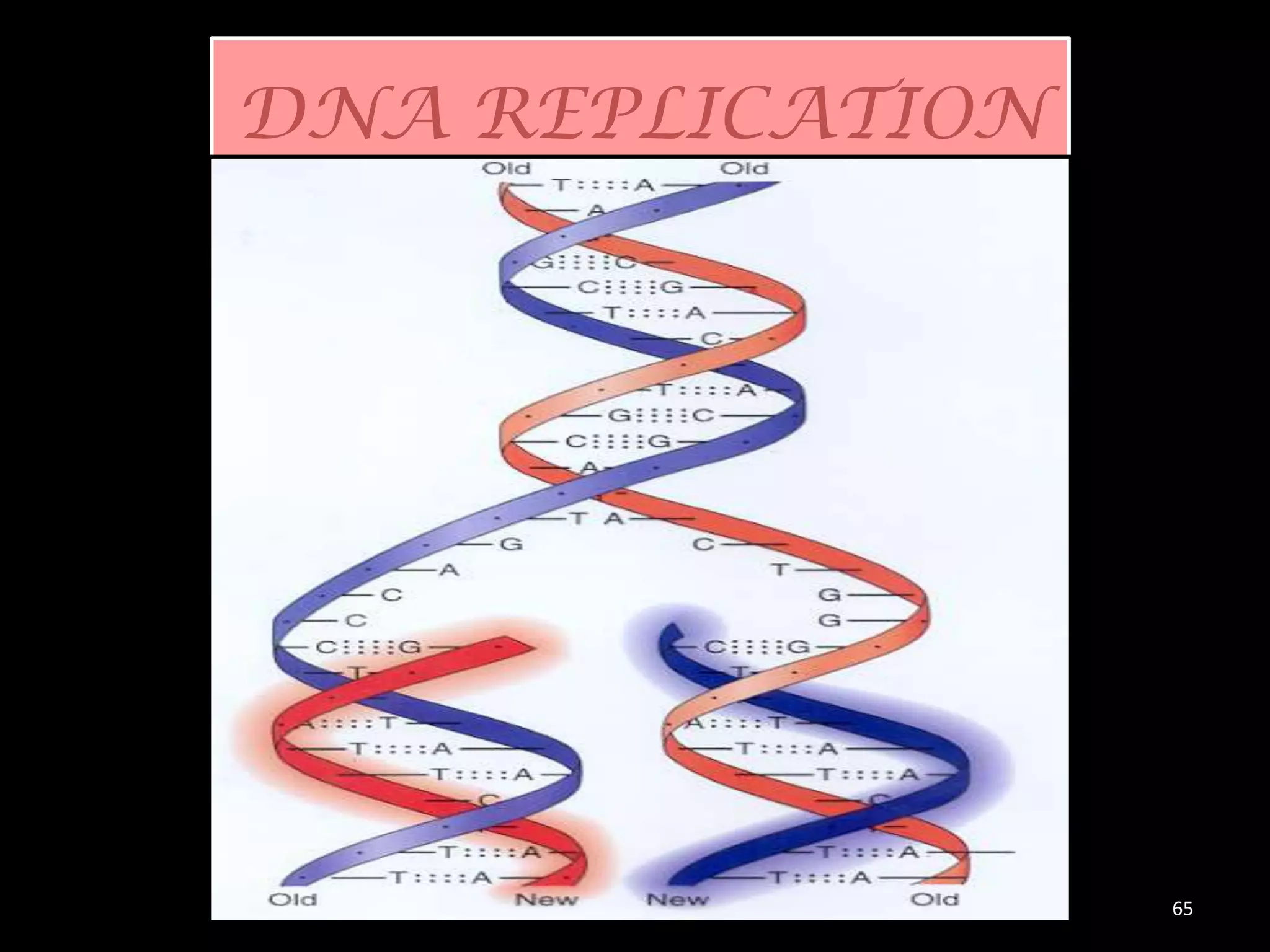 DNA REPLICATION

65

 