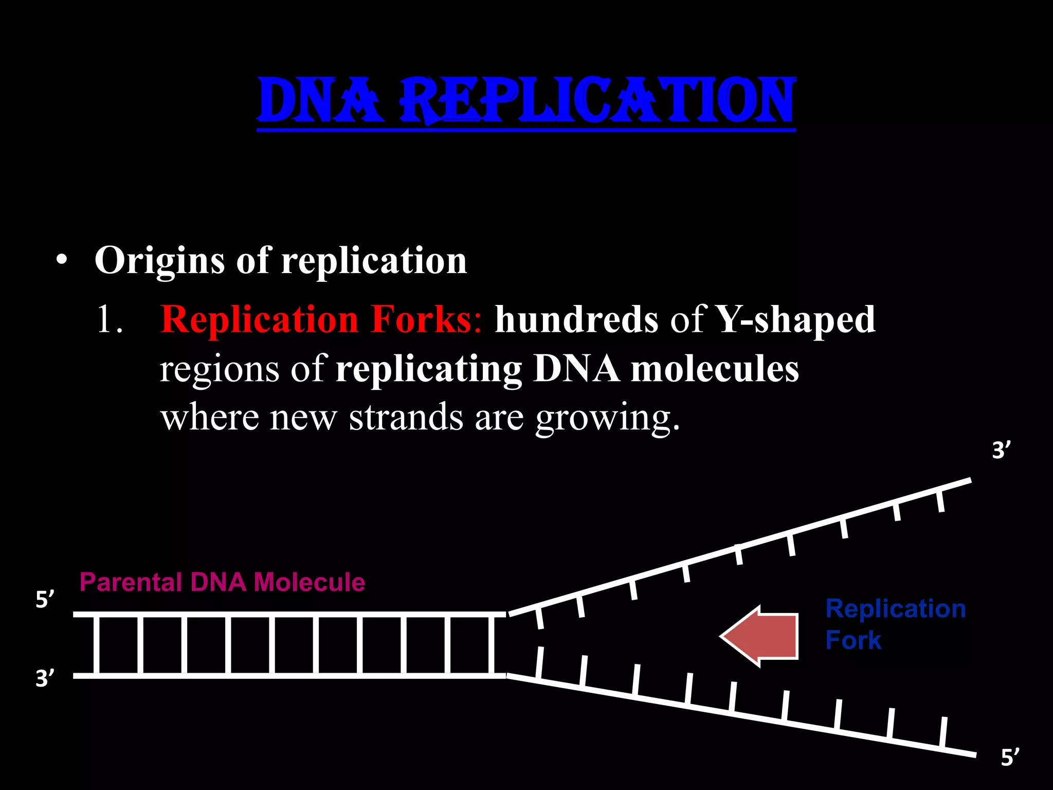 DNA Replication
• Origins of replication
1. Replication Forks: hundreds of Y-shaped
regions of replicating DNA molecules
where new strands are growing.
3’

5’

Parental DNA Molecule
Replication
Fork

3’
5’

 