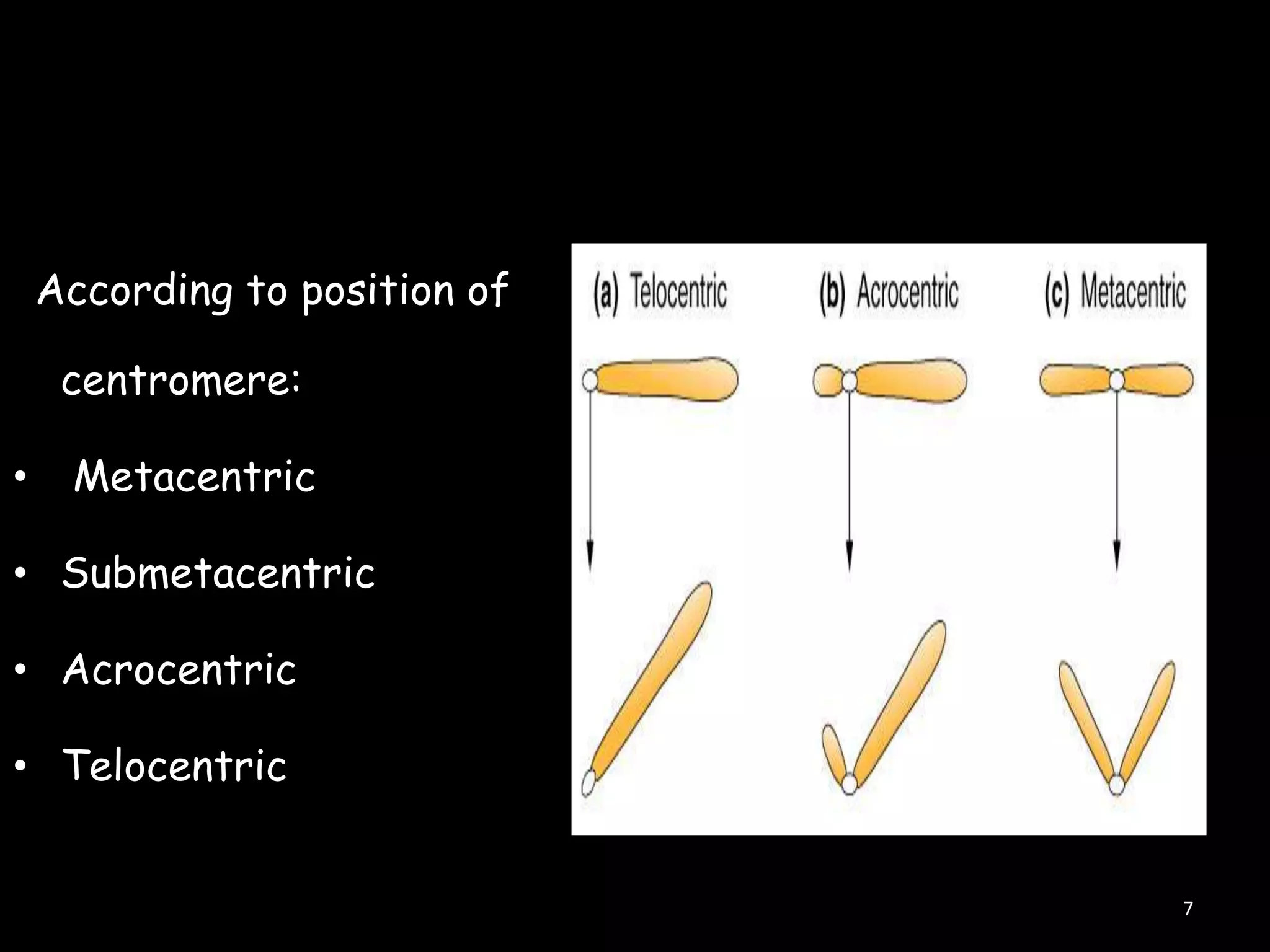 According to position of
centromere:
•

Metacentric

• Submetacentric
• Acrocentric
• Telocentric

7

 