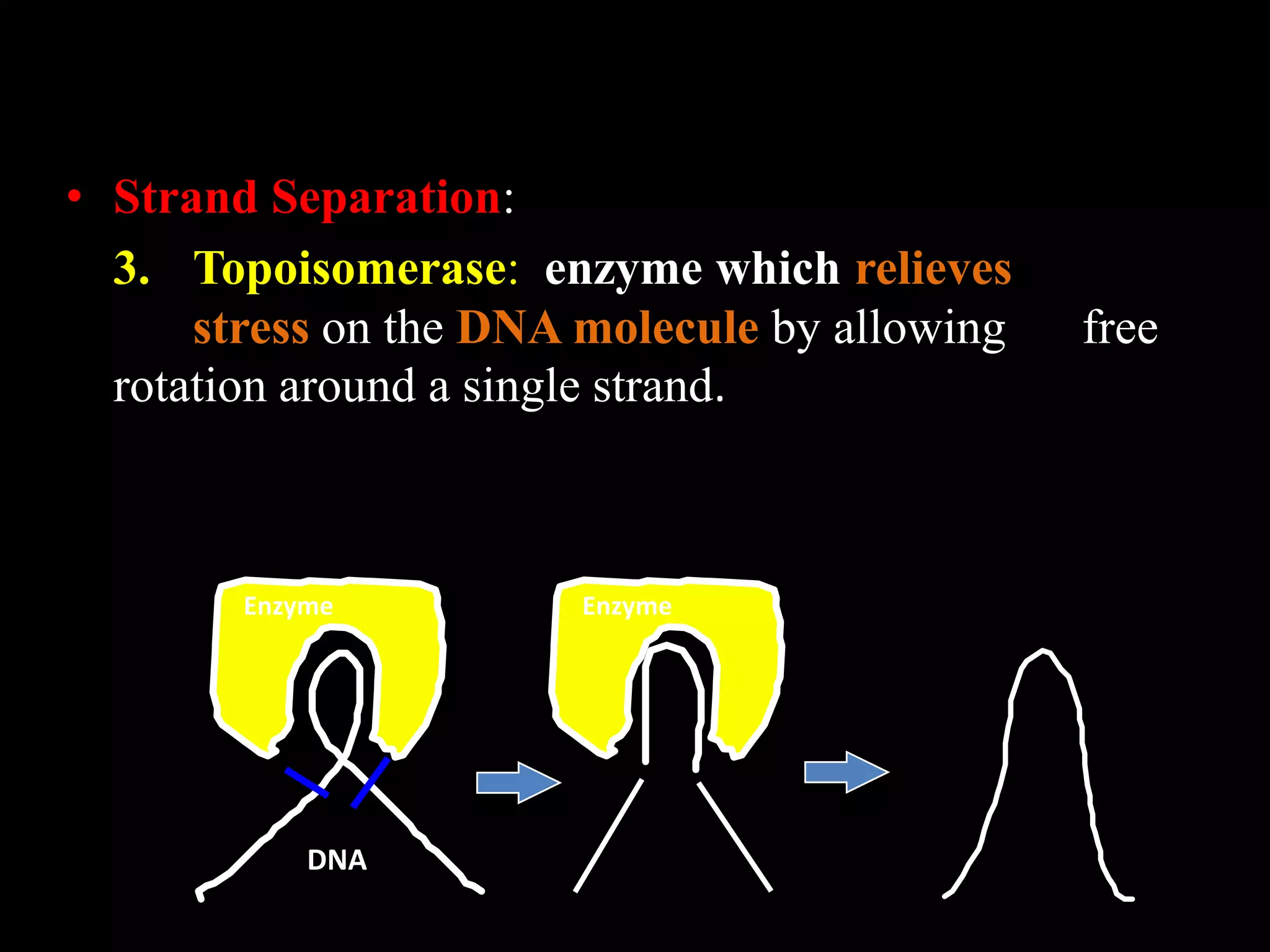 • Strand Separation:
3. Topoisomerase: enzyme which relieves
stress on the DNA molecule by allowing
rotation around a single strand.

Enzyme

DNA

Enzyme

free

 