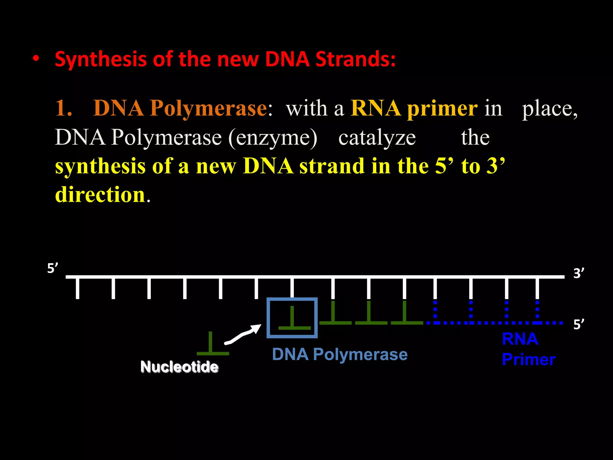 • Synthesis of the new DNA Strands:
1. DNA Polymerase: with a RNA primer in place,
DNA Polymerase (enzyme) catalyze
the
synthesis of a new DNA strand in the 5’ to 3’
direction.
5’

3’

Nucleotide

DNA Polymerase

RNA
Primer

5’

 