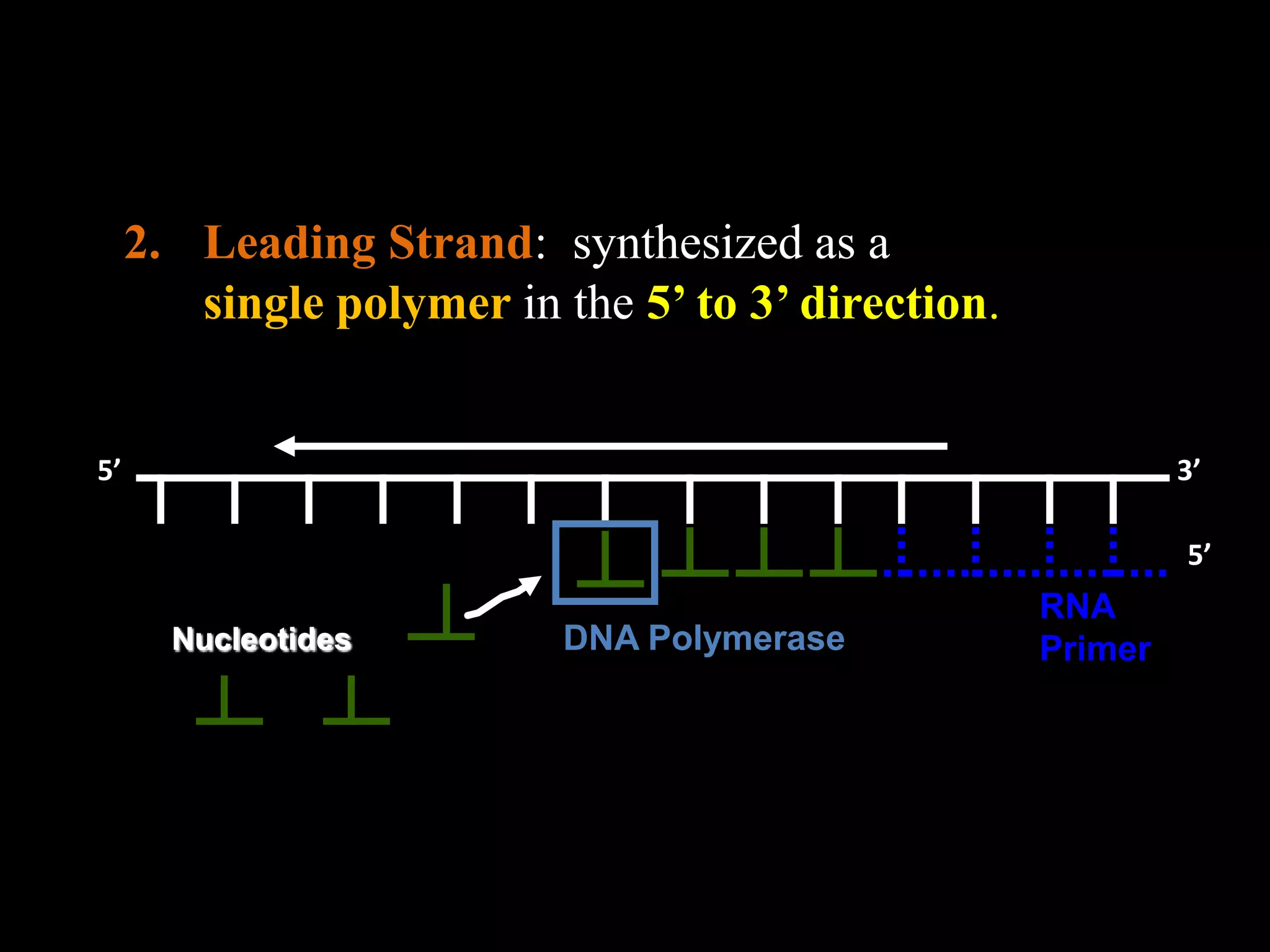 2. Leading Strand: synthesized as a
single polymer in the 5’ to 3’ direction.

5’

3’
5’
Nucleotides

DNA Polymerase

RNA
Primer

 