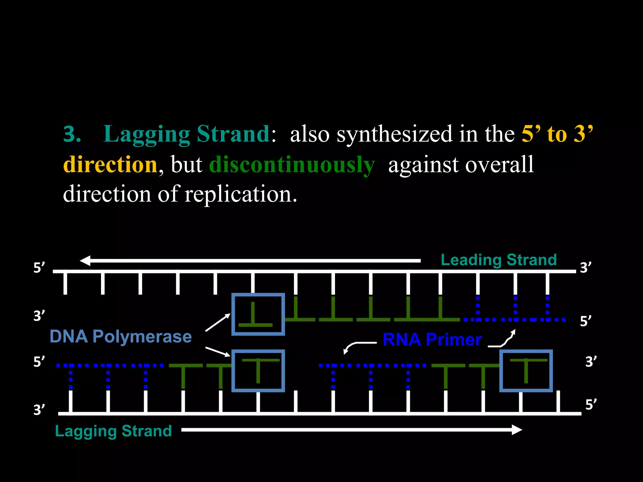 3. Lagging Strand: also synthesized in the 5’ to 3’
direction, but discontinuously against overall
direction of replication.
Leading Strand

5’
3’

DNA Polymerase

3’
5’

RNA Primer

5’

3’

3’

5’
Lagging Strand

 