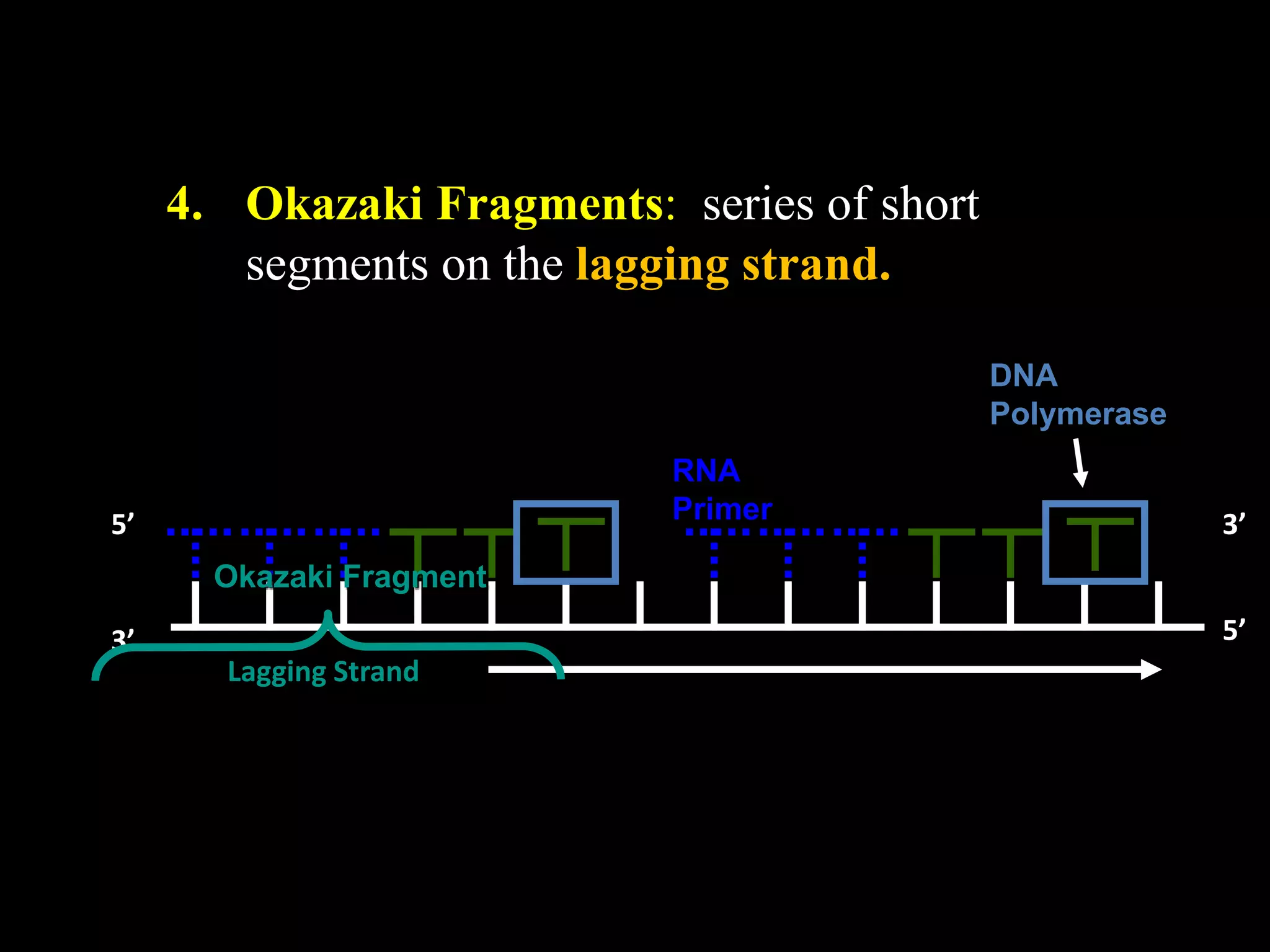 4. Okazaki Fragments: series of short
segments on the lagging strand.
DNA
Polymerase
RNA
Primer

5’

3’

Okazaki Fragment
3’

5’
Lagging Strand

 