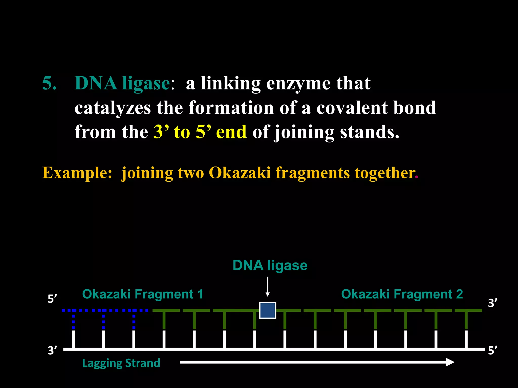 5. DNA ligase: a linking enzyme that
catalyzes the formation of a covalent bond
from the 3’ to 5’ end of joining stands.
Example: joining two Okazaki fragments together.

DNA ligase
5’

3’

Okazaki Fragment 1

Lagging Strand

Okazaki Fragment 2

3’

5’

 