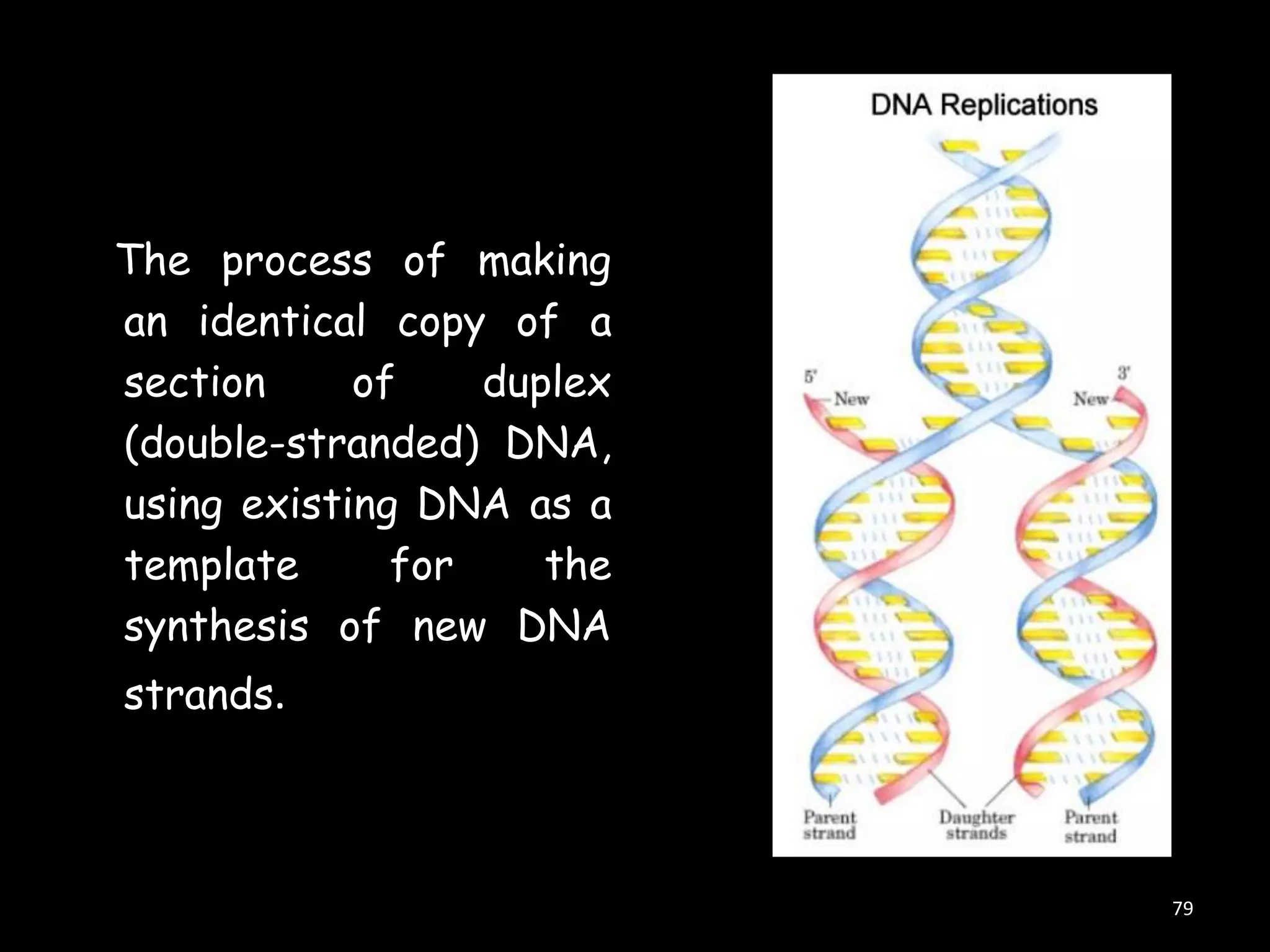 The process of making
an identical copy of a
section
of
duplex
(double-stranded) DNA,
using existing DNA as a
template
for
the
synthesis of new DNA
strands.

79

 