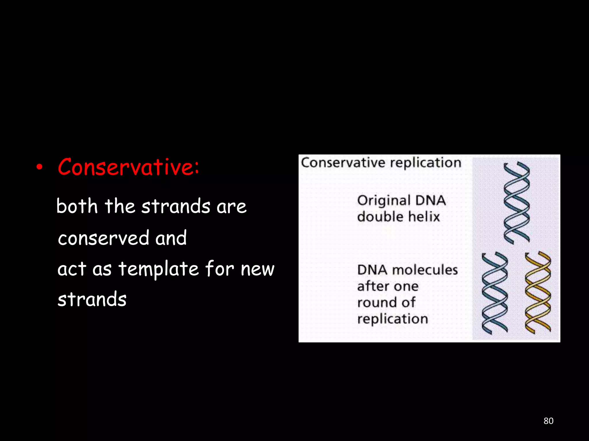 • Conservative:
both the strands are
conserved and
act as template for new
strands

80

 